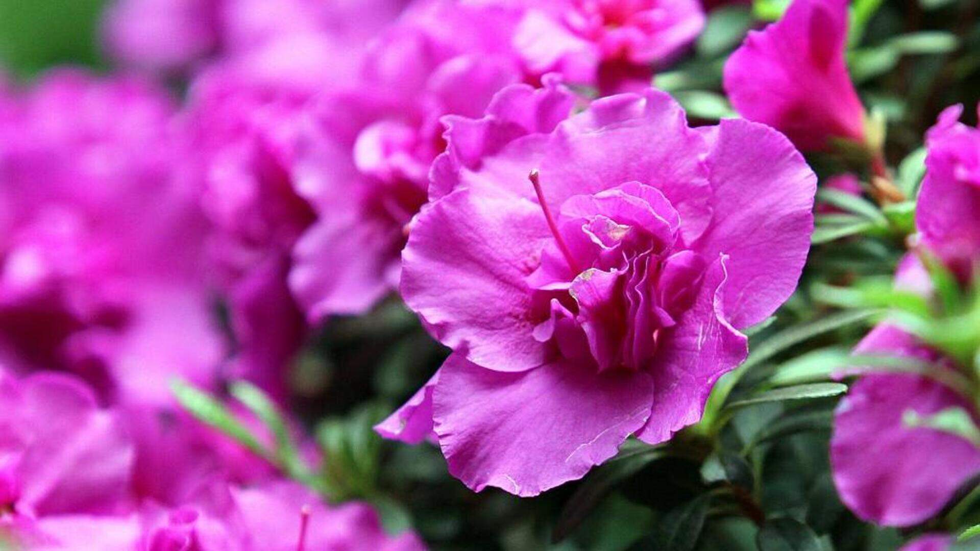 Herabfallende Kiefernadeln unter Rhododendron geben | Aachener Zeitung
