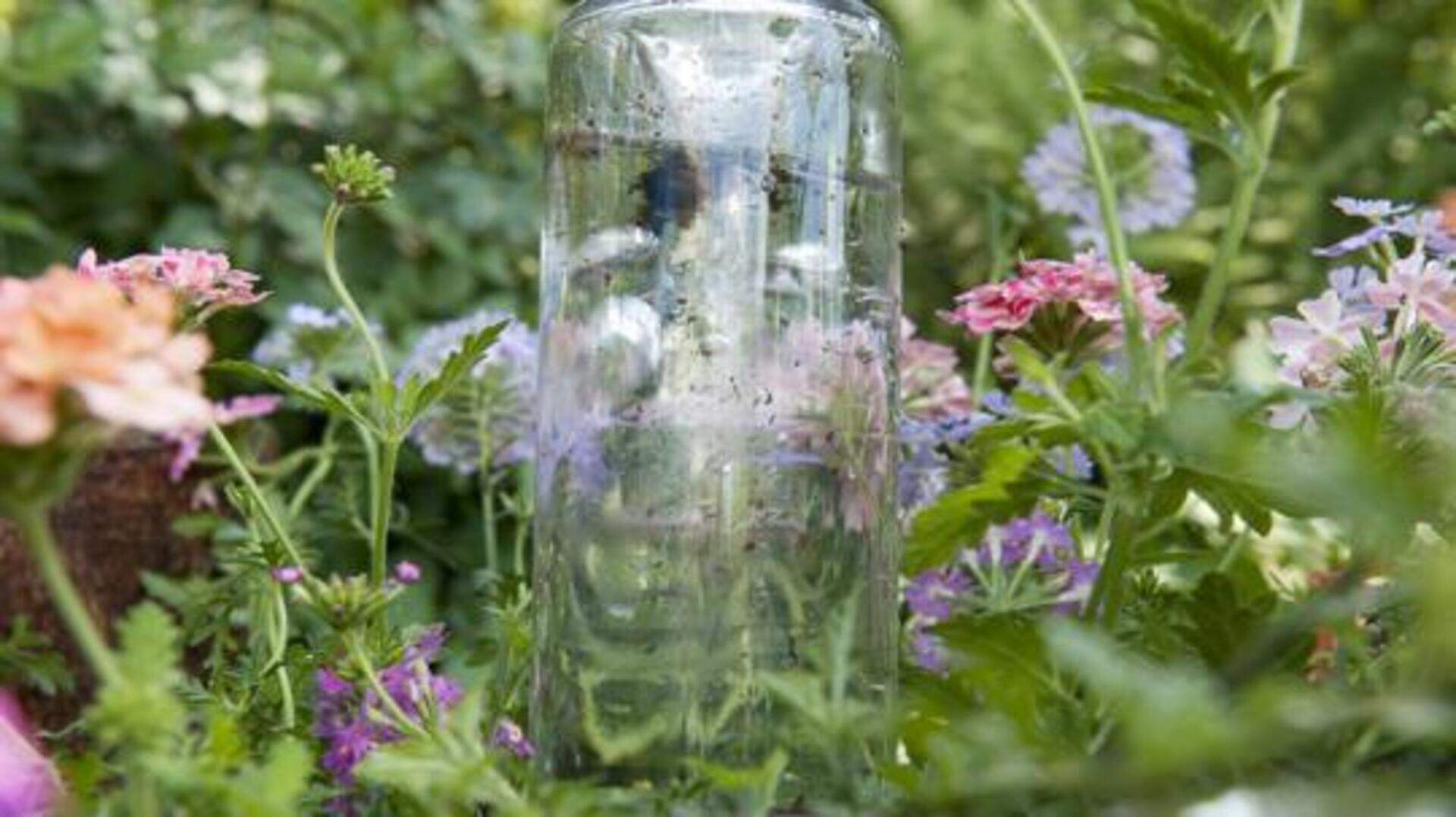 Bei Sommerhitze nachts gieen: SOS-Tipps fr den Garten | Aachener Zeitung