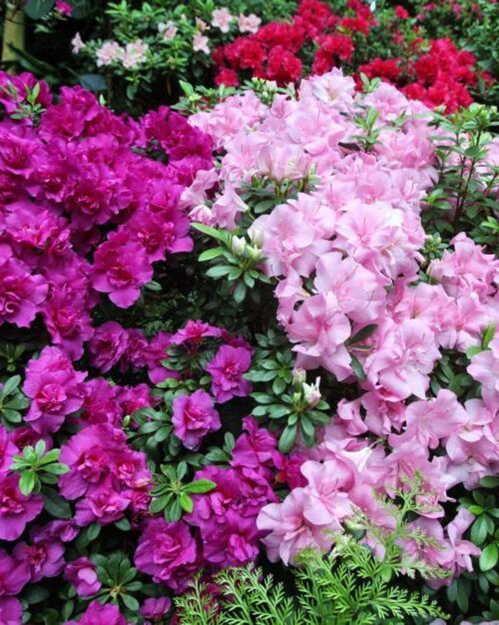 rhododendron eigenschaften Rhododendron hybr. 'Soft Lights' - Herrenkamper Grten