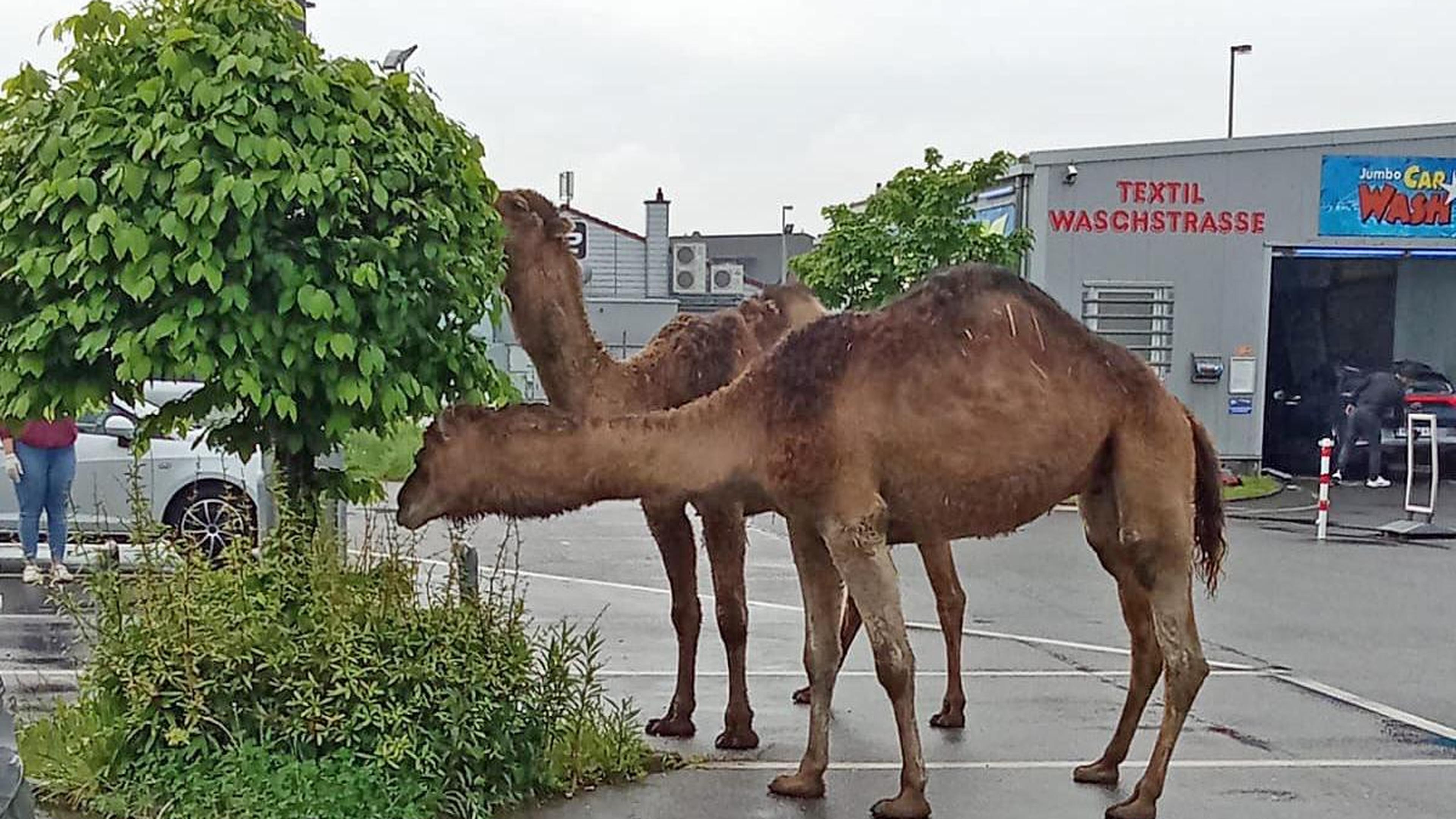 Am Dienstag haben sich zwei Dromedare und ein Pony auf einen Betriebsausflug zum Supermarkt in Wassenberg begeben. Die Tiere sind aus dem Zoo Loalo ausgebüxt und wurden durch mehrere Zirkus-Mitarbeiter und Einsatzkräfte der Feuerwehr und Polizei wieder eingefangen. 