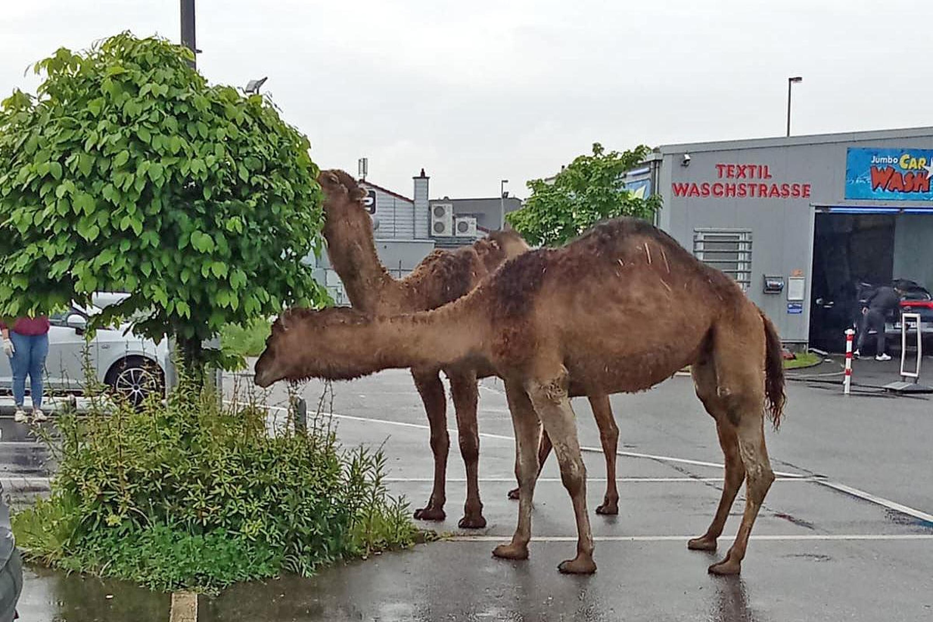 Zwei Dromedare beim Imbiss: Dieser Anblick bot sich Besuchern eines Supermarktes in Wassenberg am Dienstag.