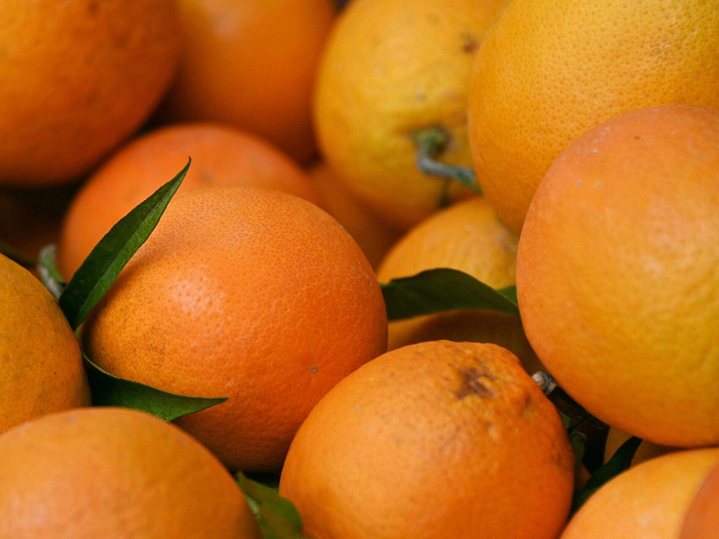 Orangen (Apfelsinen): in Wahrheit sind sie grün