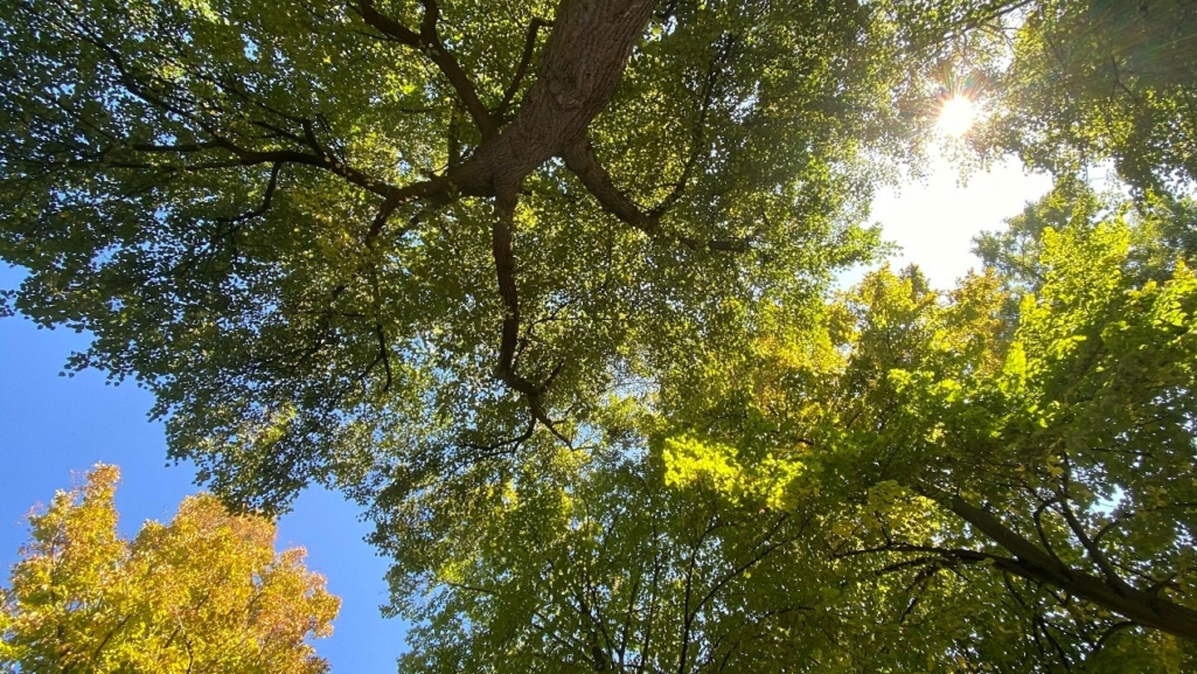 Wo Bäume das Klima schützen | Aachener Zeitung