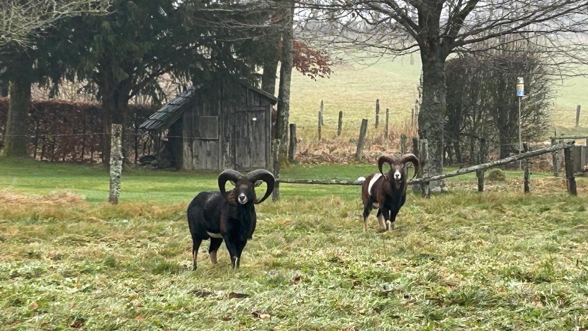 Benny-und-Bj-rn-Erste-Hilfe-f-r-die-Wildschafe-in-Sicht-