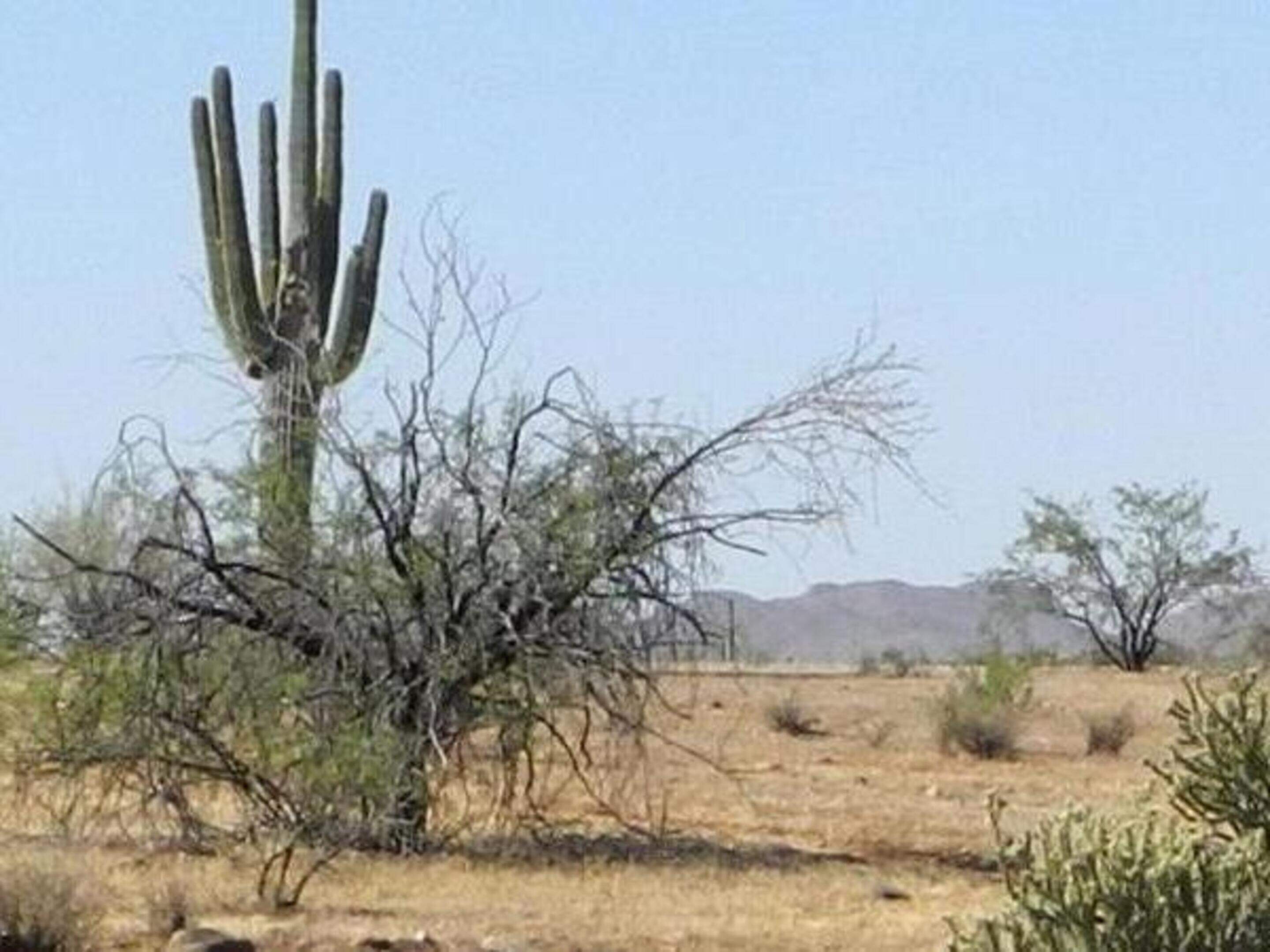 Den Western-Kaktus im Winter trocken halten | Aachener Zeitung