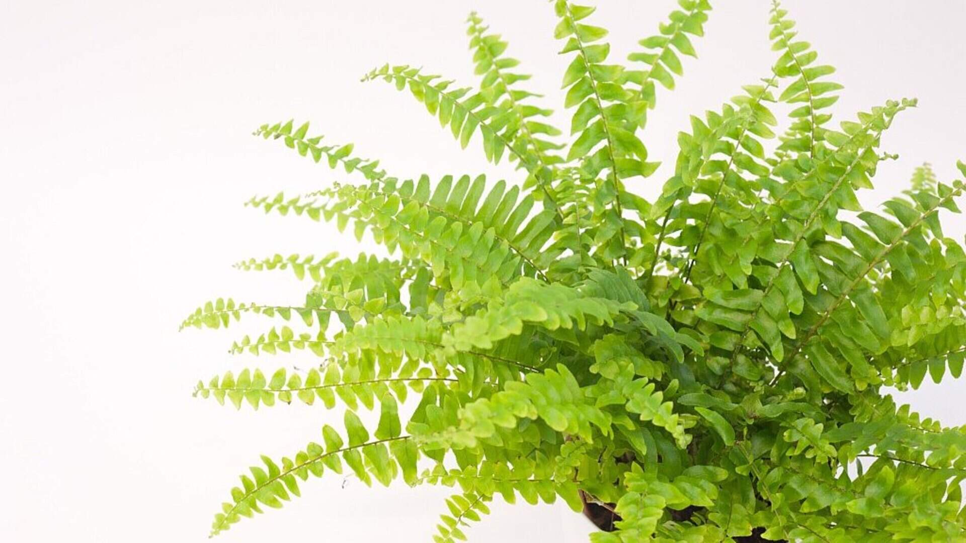 fargesia rufa hhe Fargesia rufa (Bamboo)  60 cm  urbanjngl.com