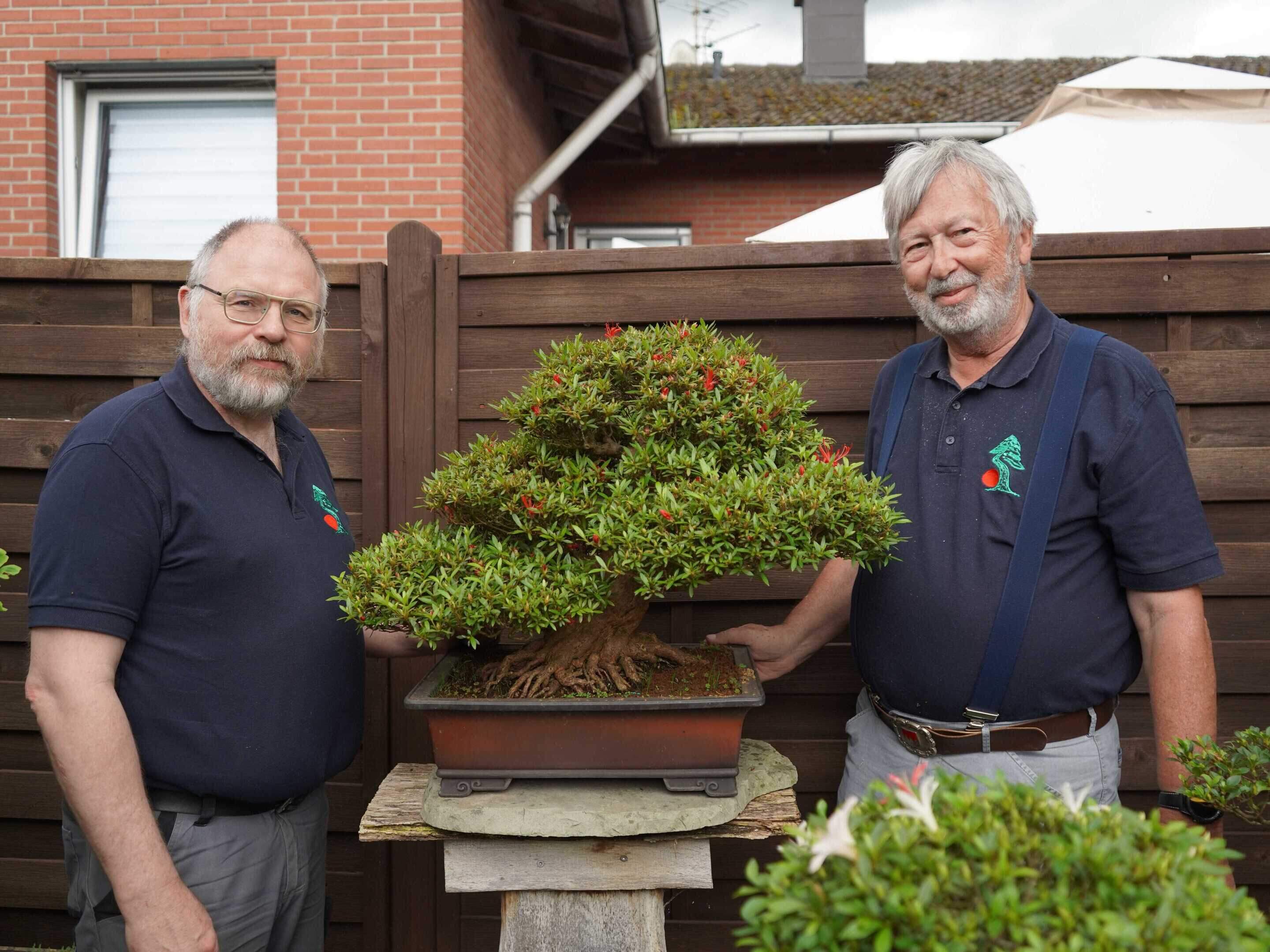 rhododendron japonicum bonsai Bonsai Azalea Japonica (Rhododendron) – Secret Garden Plant Shop main image 1