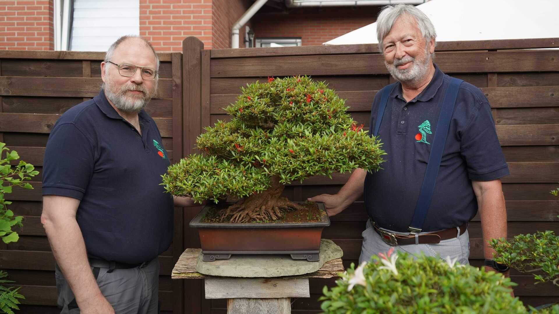 bonsai memmingen Chinese Elm Specimen Bonsai