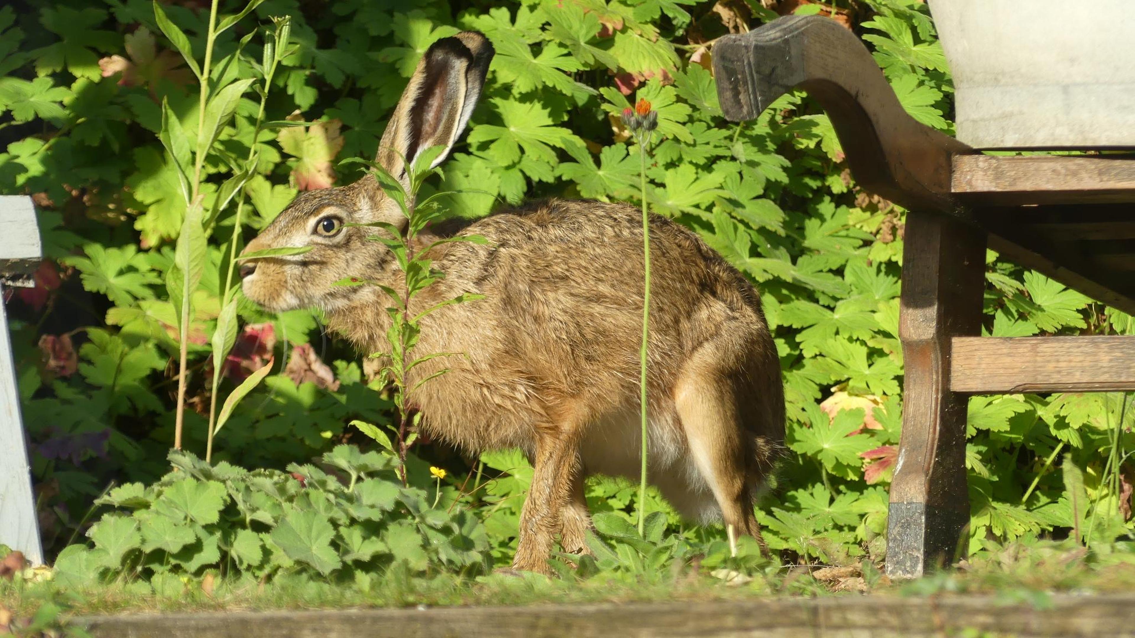 Der Osterhase und die Auferstehung Aachener Zeitung