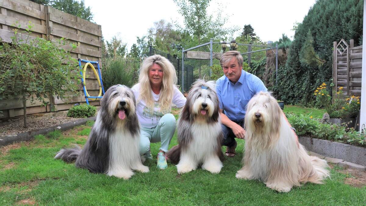 Gino from Eschweiler is Europe's most beautiful Bearded Collie