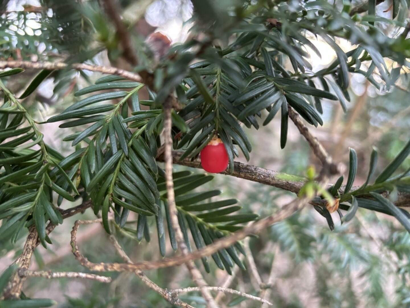 Giftige Pflanzen am Spielplatz Eschenallee in Aachen sorgen fr Besorgnis |  Aachener Zeitung