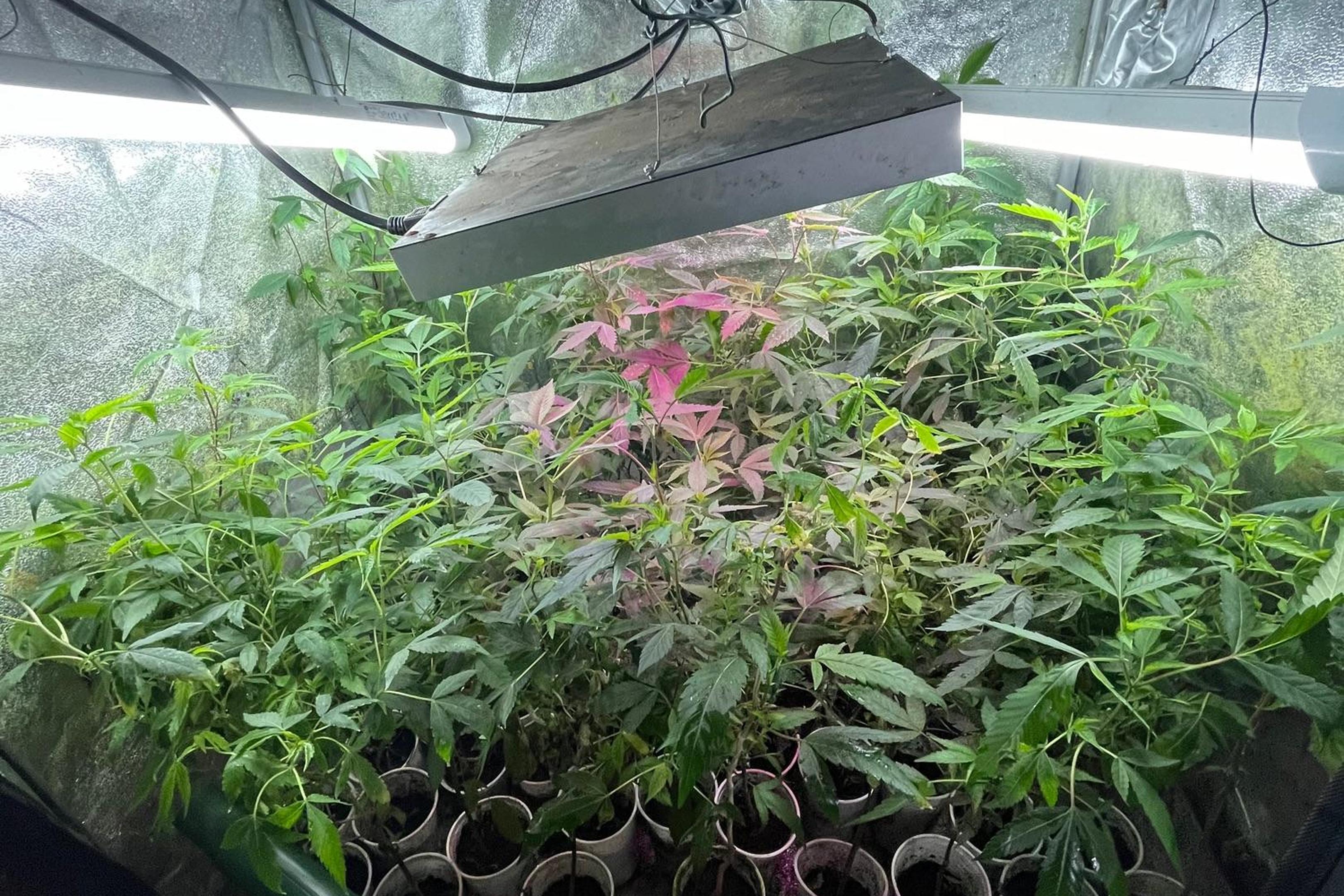 Diese Cannabisplantage hat die Polizei in einer Wohnung am Seffenter Weg in Aachen entdeckt und beschlagnahmt.