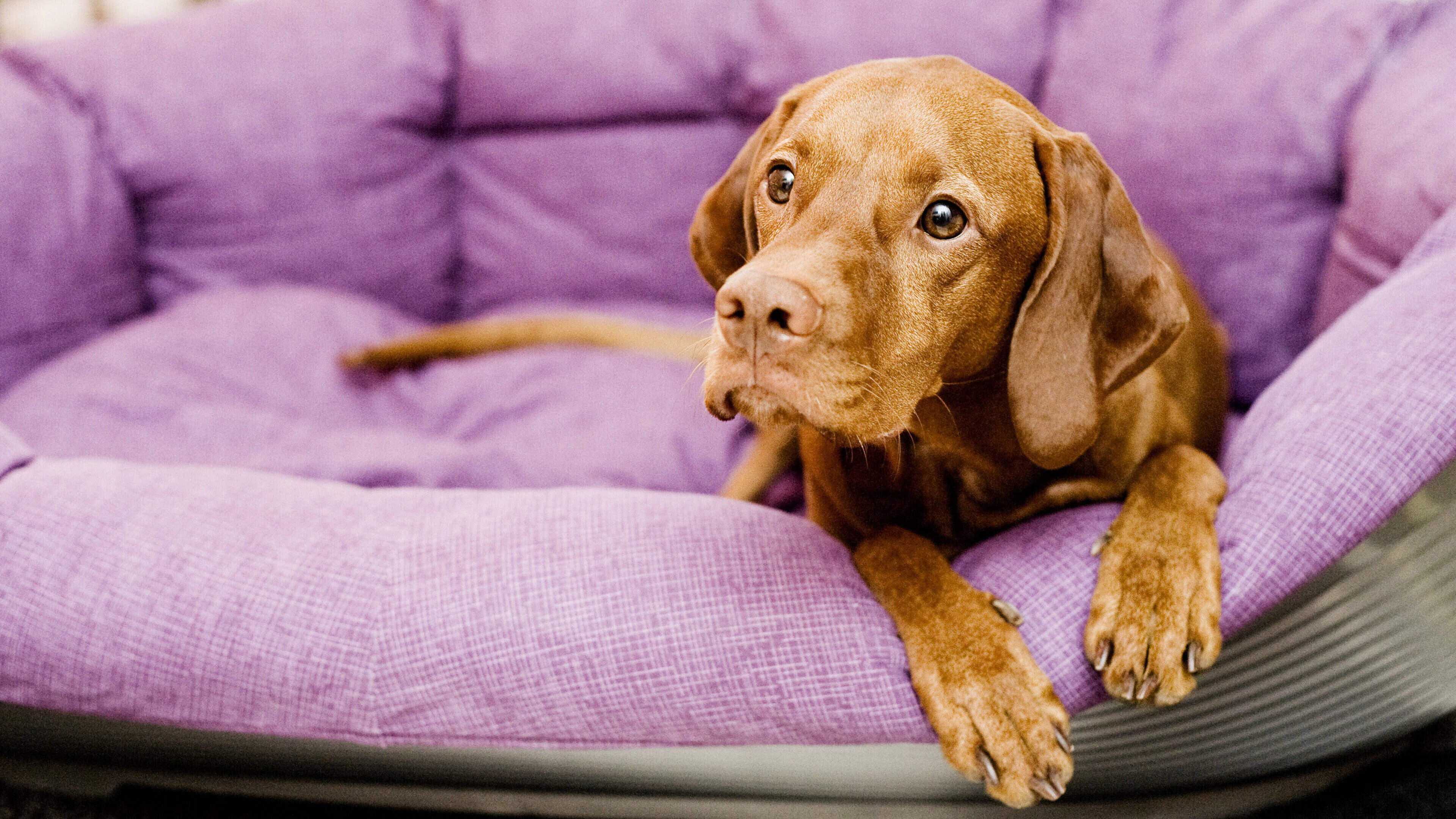 wolke 7 hundebett original wo kaufen Flauschiges Hundebett Wolke 7