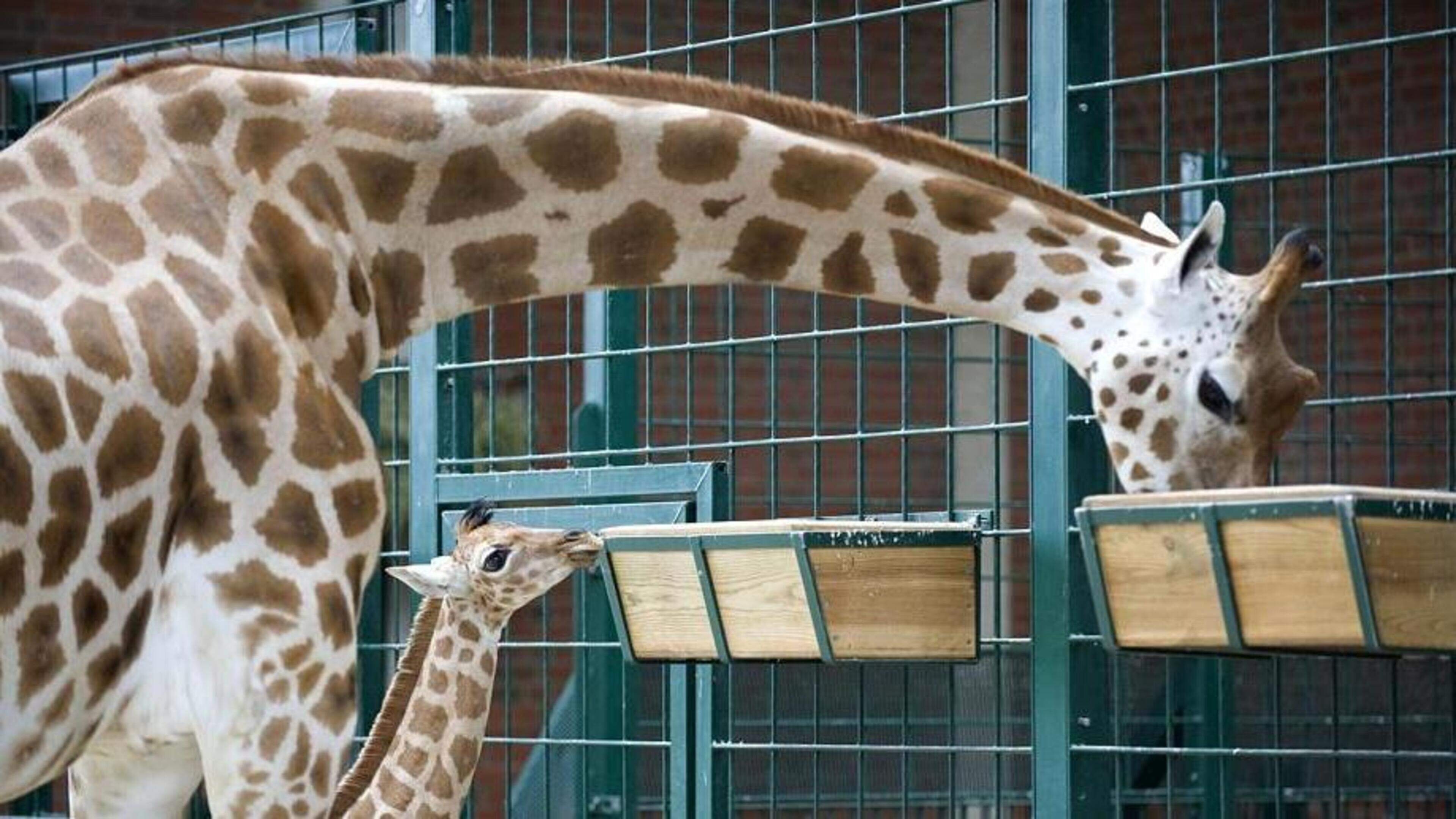Wie Lang Ist Der Hals Einer Giraffe