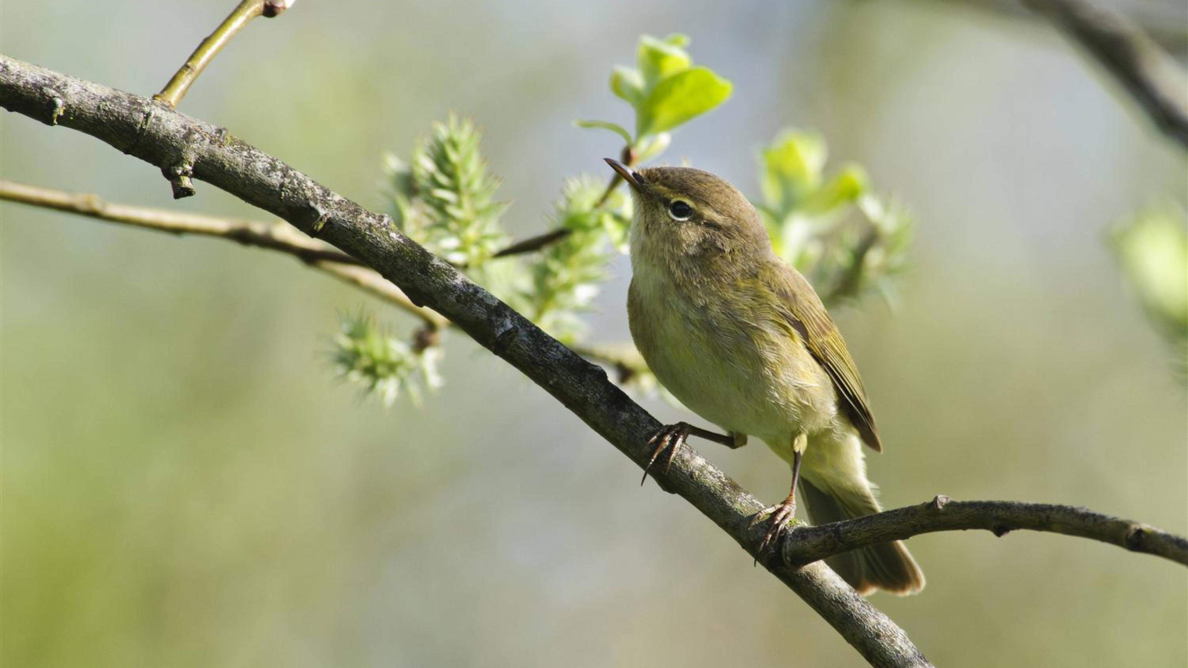 Ein Zuhause für die Tierwelt Schnittgut wird zur Benjeshecke