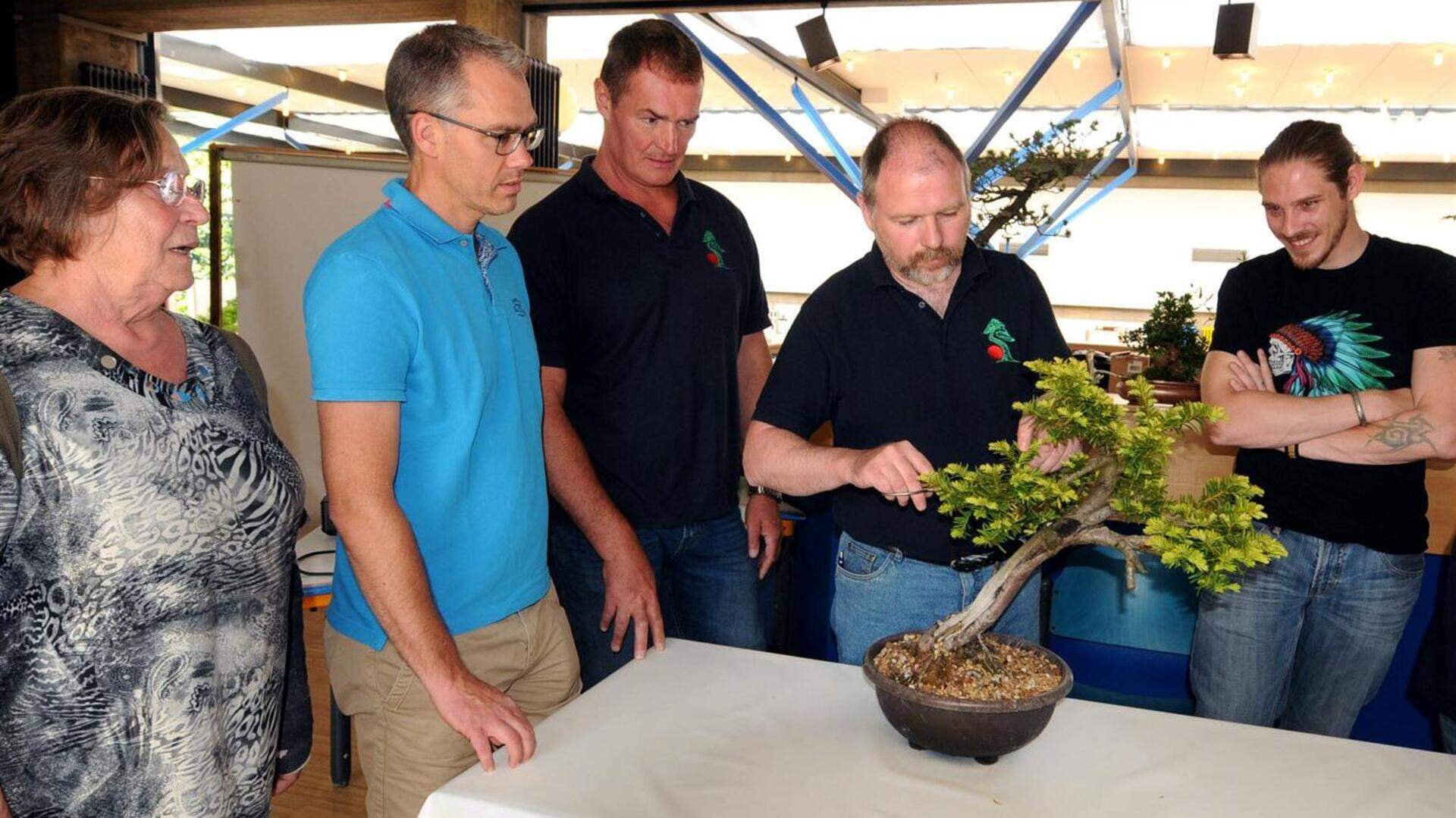 bonsai pieper 'Koby' the Shimpaku Juniper