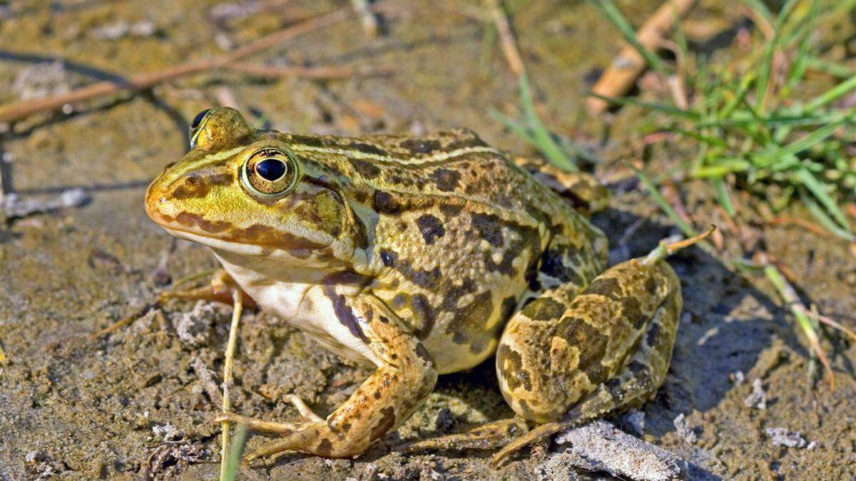 Tierquäler töten wandernde Kröten Aachener Zeitung