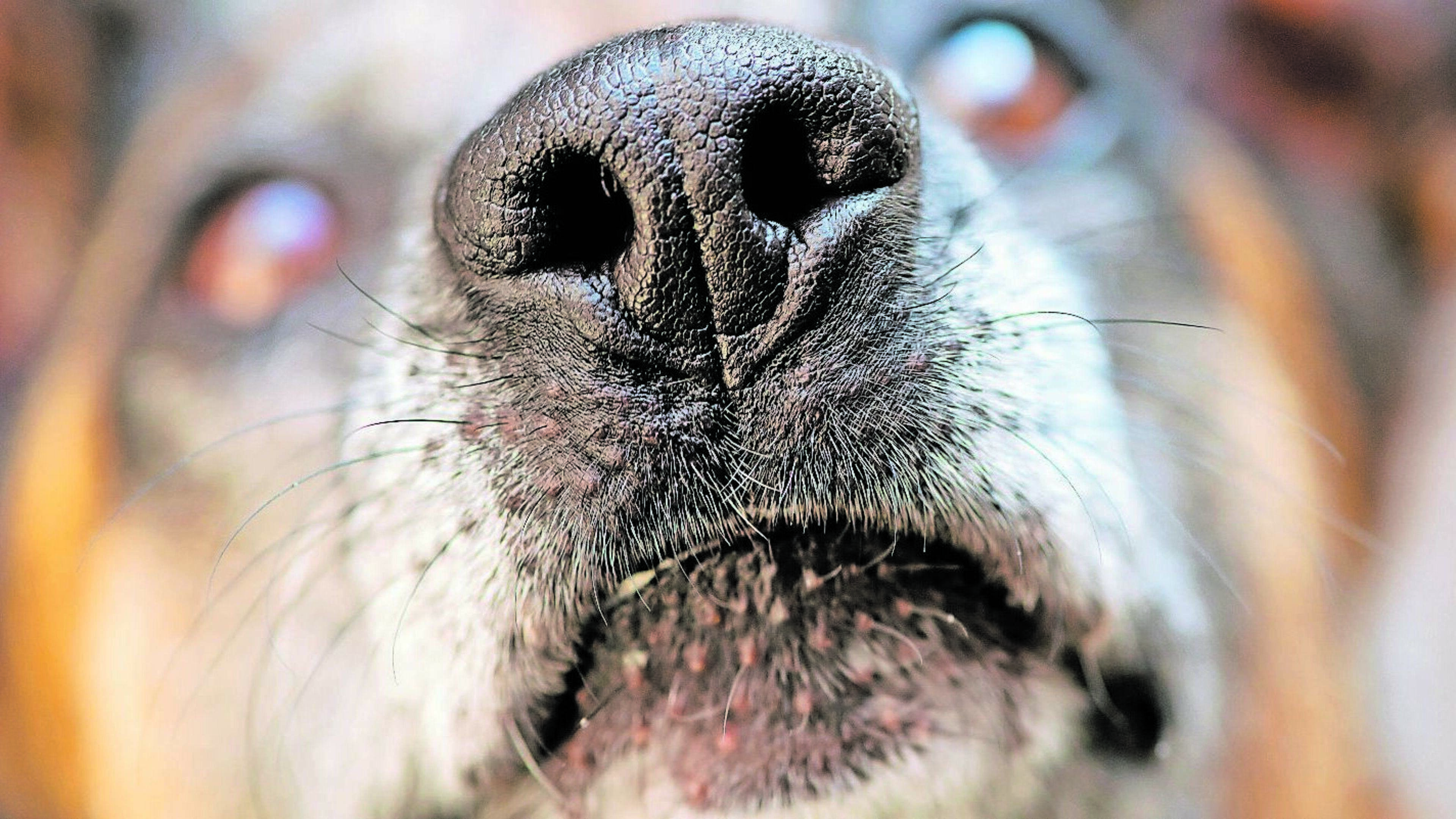 Haben Hunde Geschmacksnerven