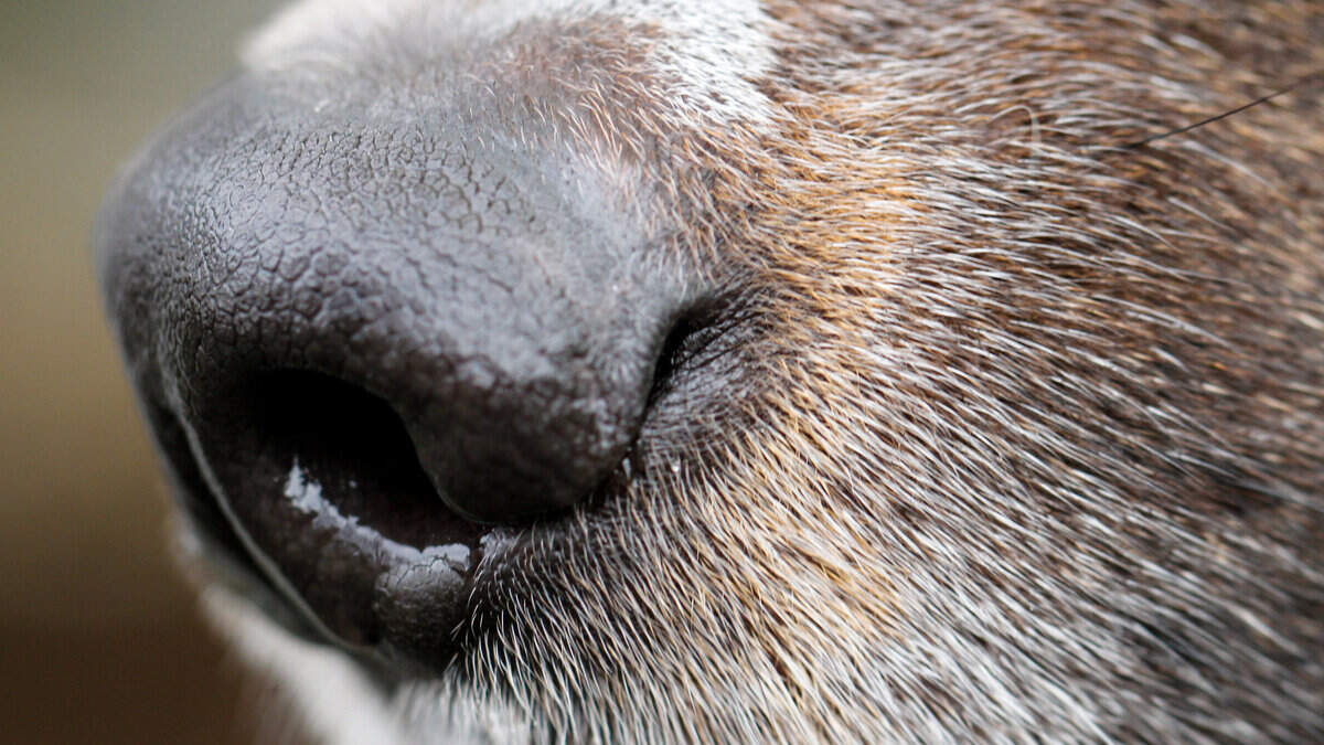 Hund rettet ertrinkende Person aus Teich in Kerkrade Aachener Zeitung