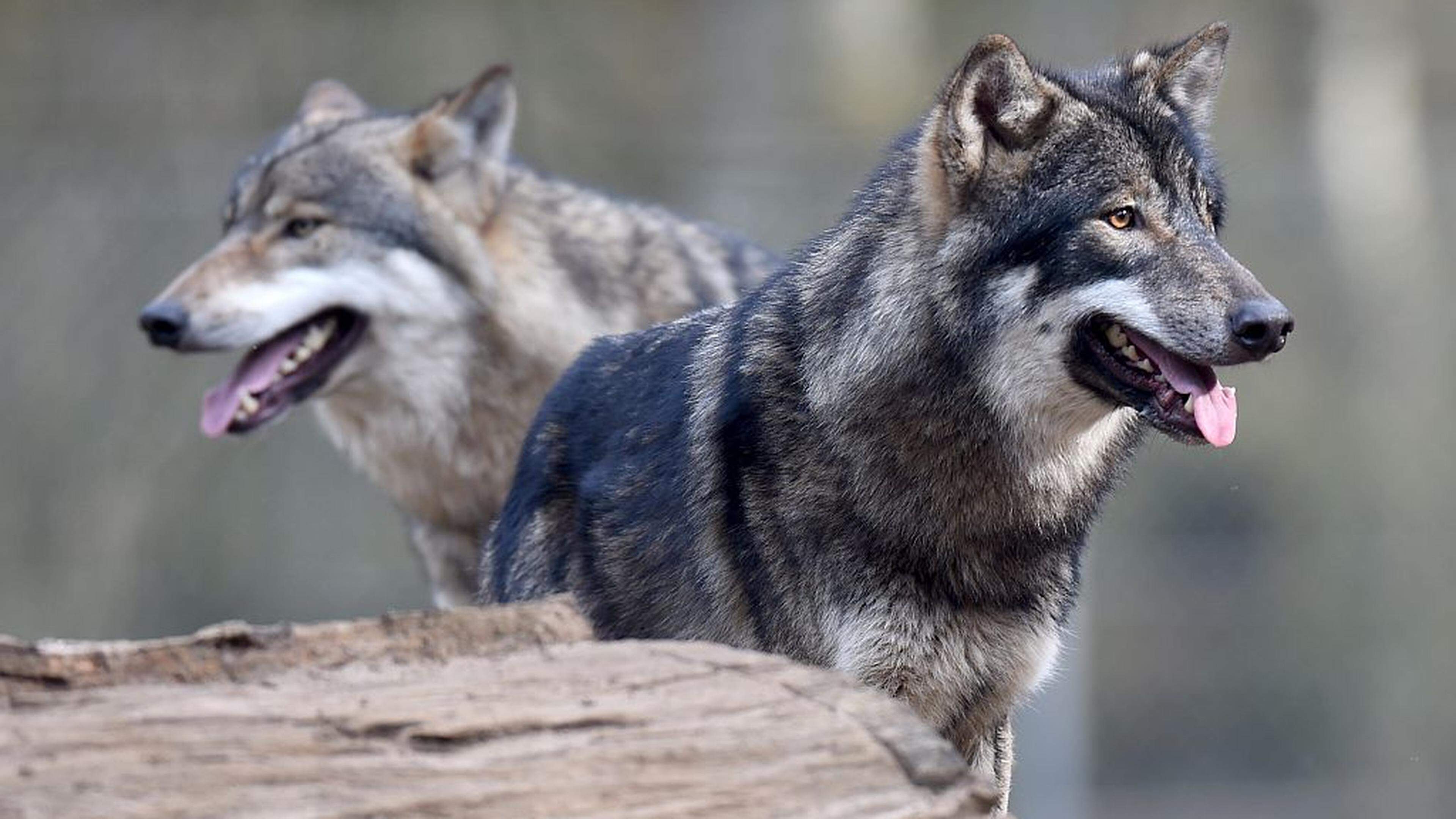Die Angst vor dem Wolf Schäfer fühlen sich allein gelassen Aachener