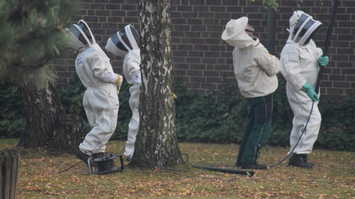 With lance and steam: How beekeepers combat the Asian hornet