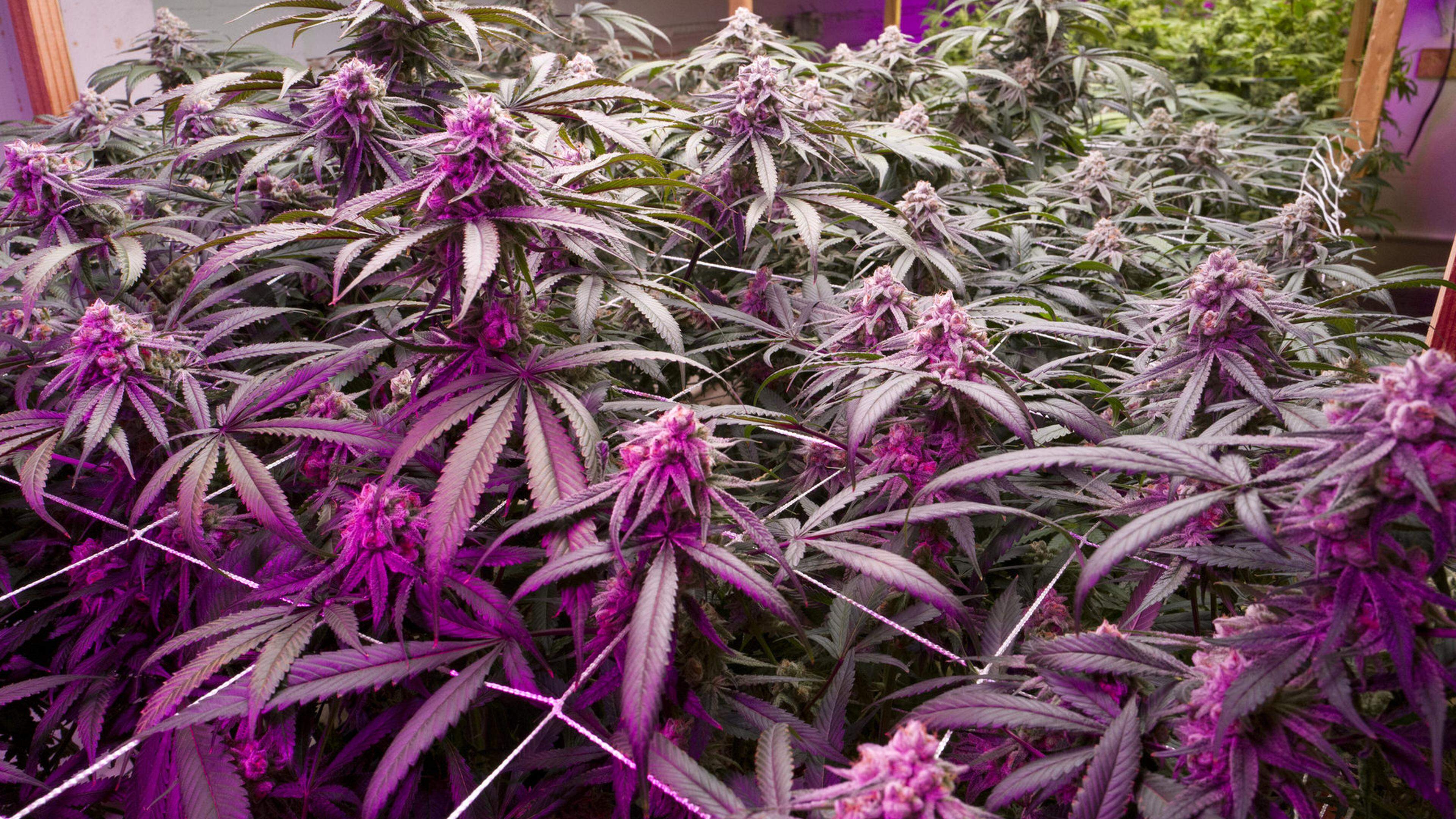 Niederlande: Test mit legalem Marihuana-Anbau startet im Oktober