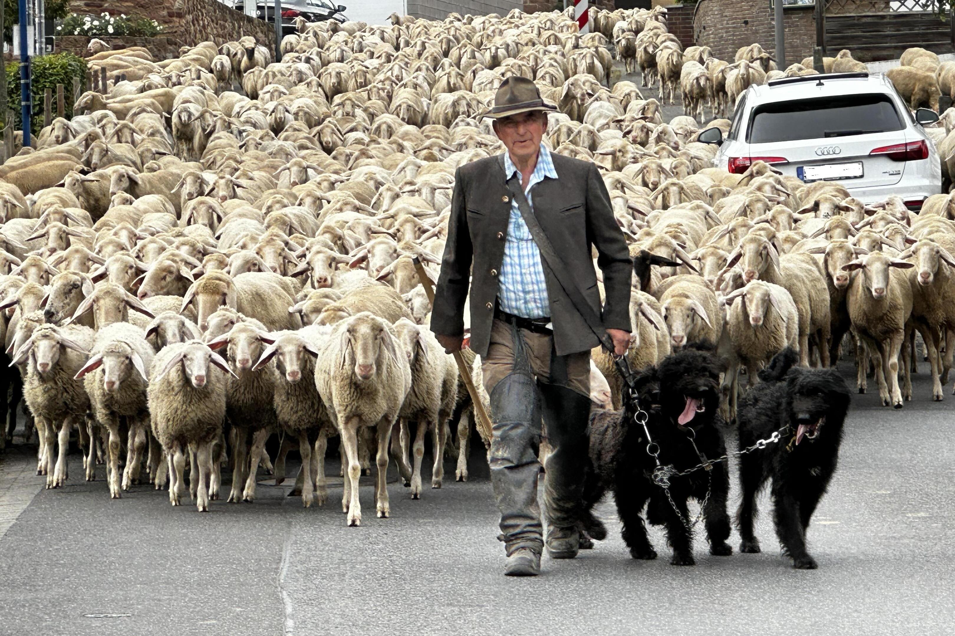 Schäfer Heinz Hunds ist mit rund 1000 Schafen und drei Hütehunden unterwegs. Sie halten die Herde zusammen.