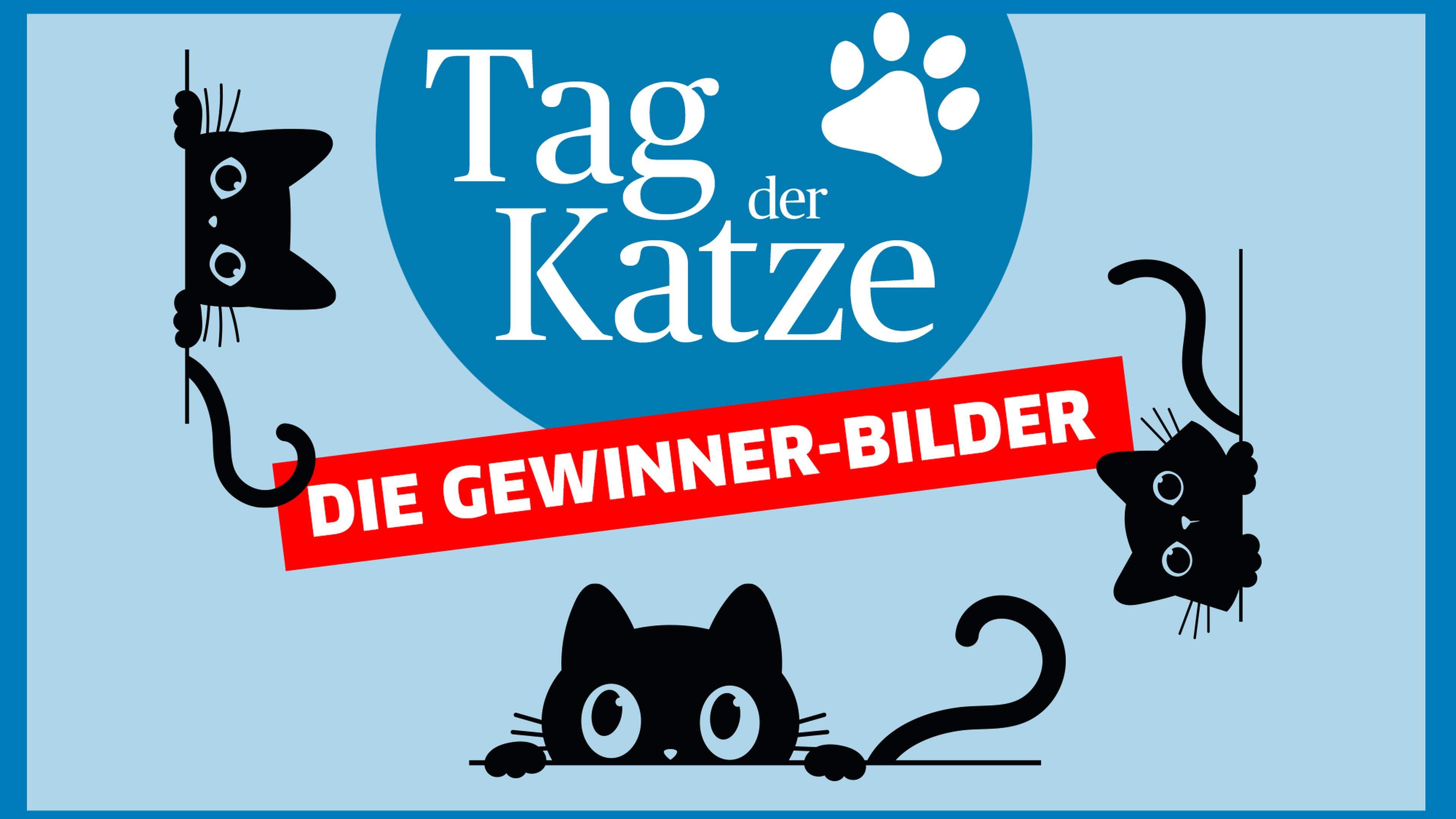 Die schönsten Katzen der Region!