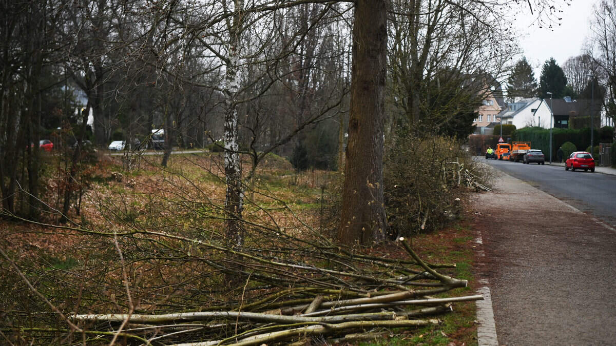 Anwohner sorgen sich um Haselsträucher | Aachener Zeitung