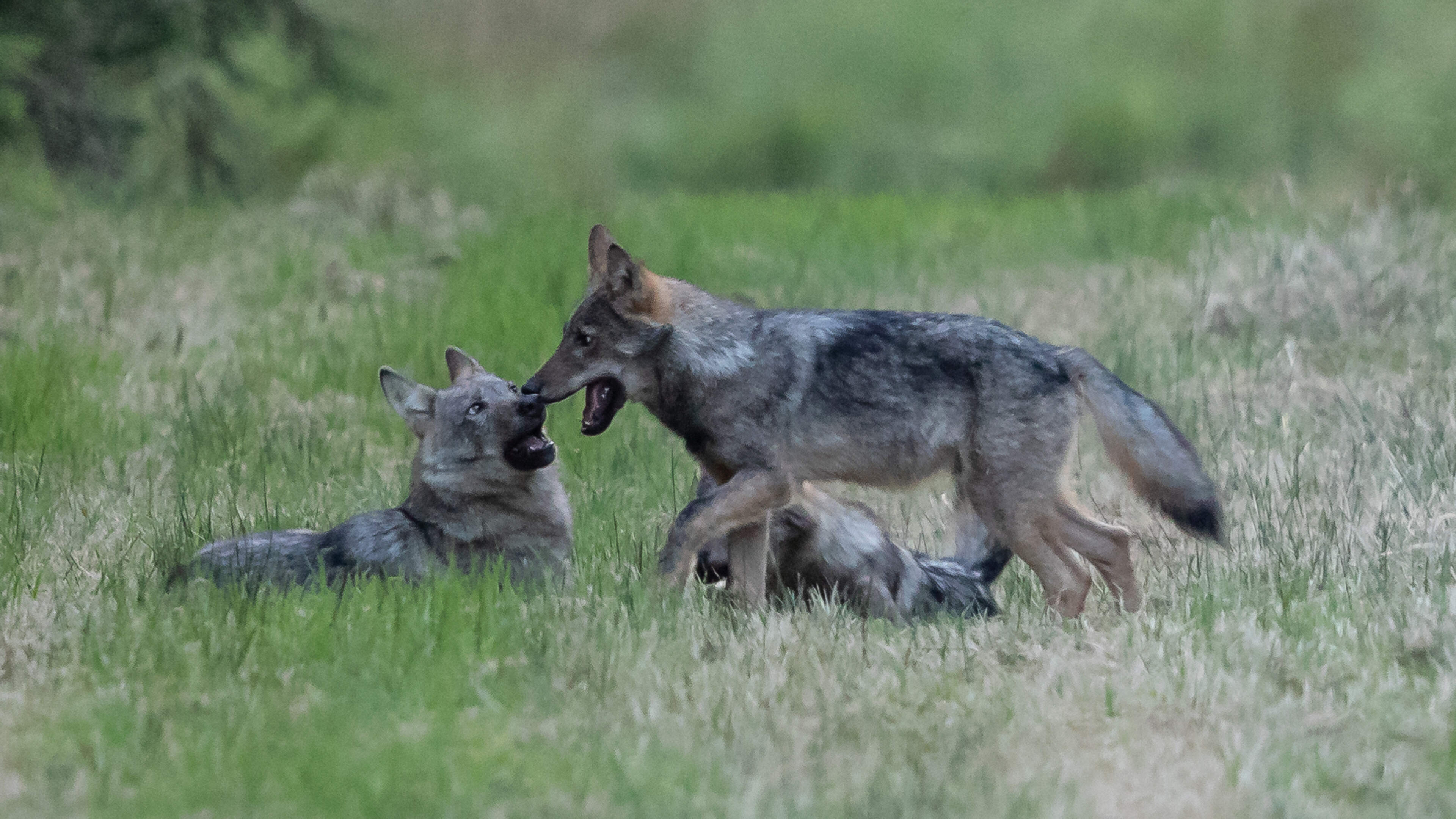 Wolf Rudel Wolfsrudel im Hohen Venn hat offenbar wieder Nachwuchs | Aachener Zeitung