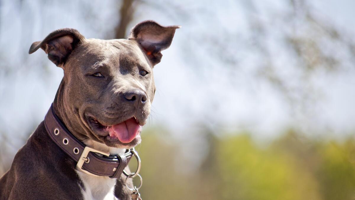 Grüne fordern: Keine Steuer für Tierheimhunde