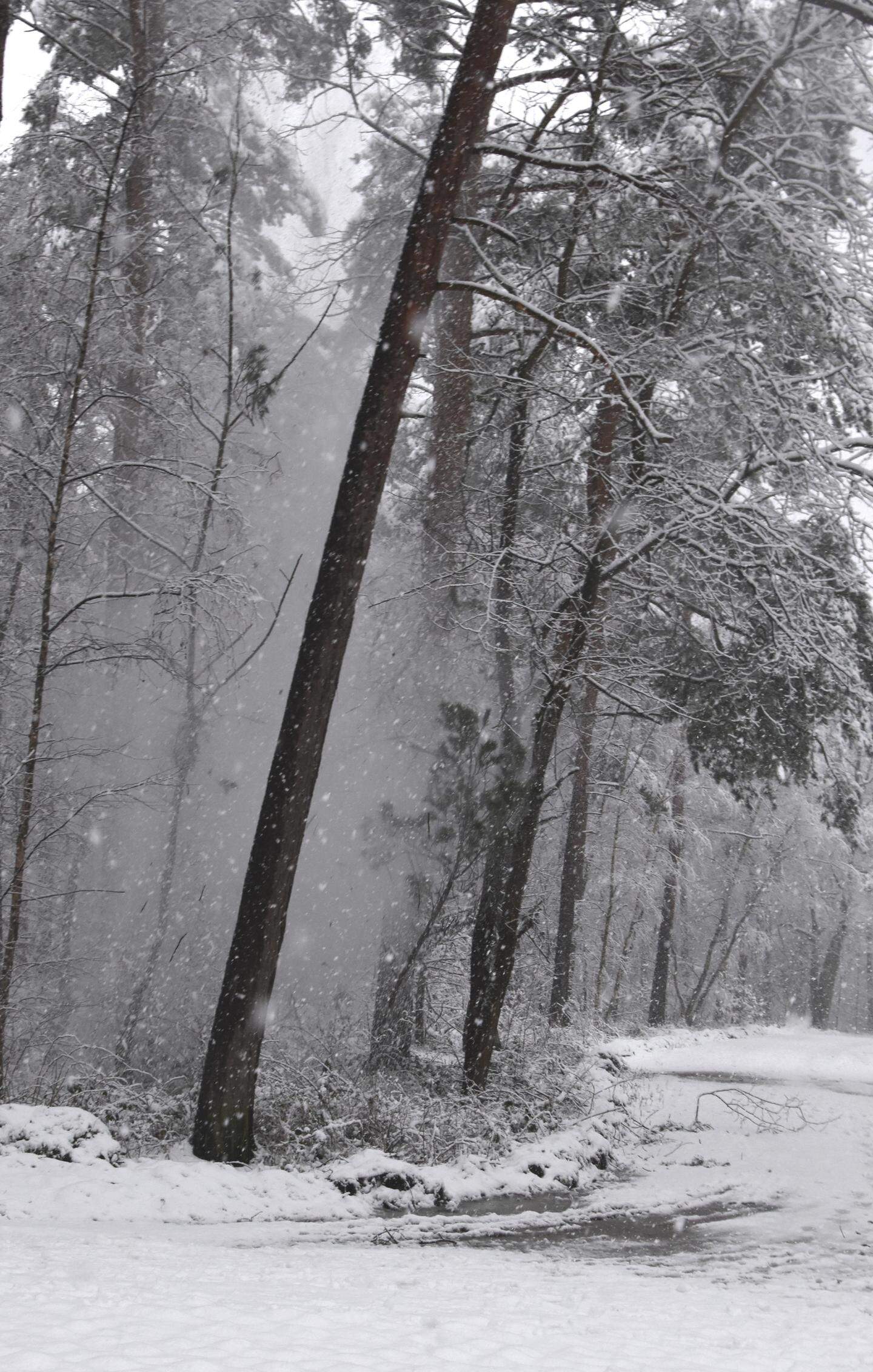 Teverener Heide Kleine Teiche und große Herausforderungen für den Wald