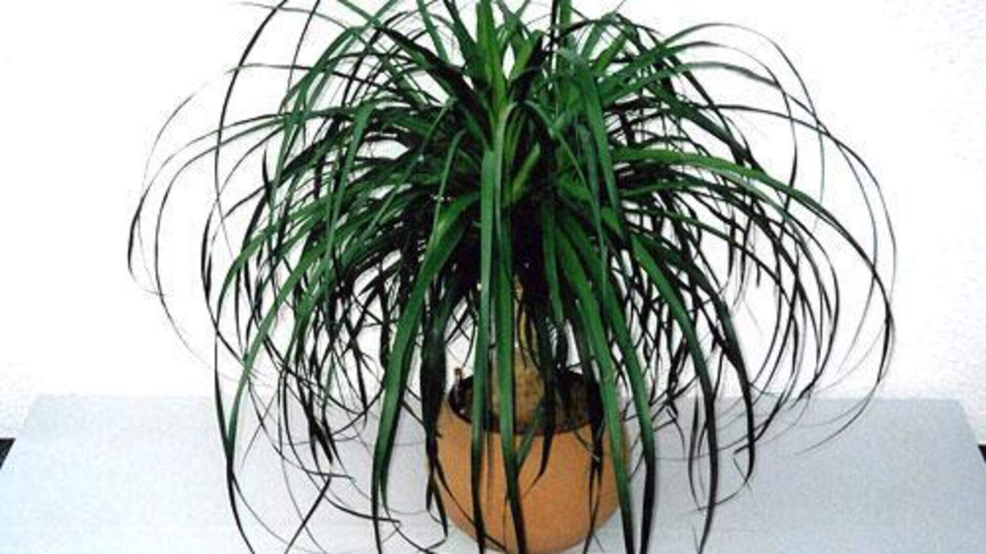a variegata Monstera Albo variegata main image 1