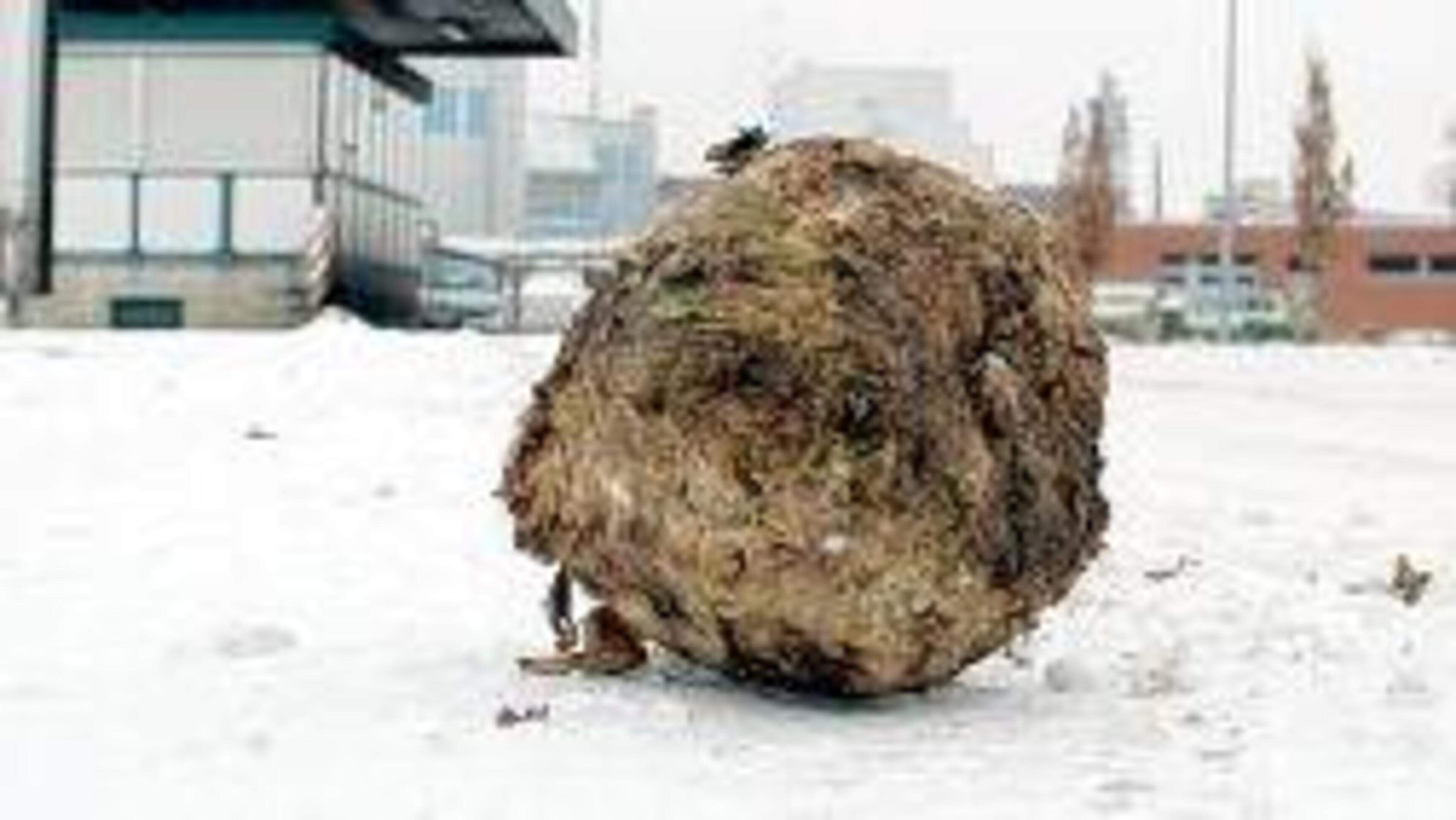 Rüben wie noch nie: Kampagne der Rekorde geht zu Ende | Aachener Zeitung