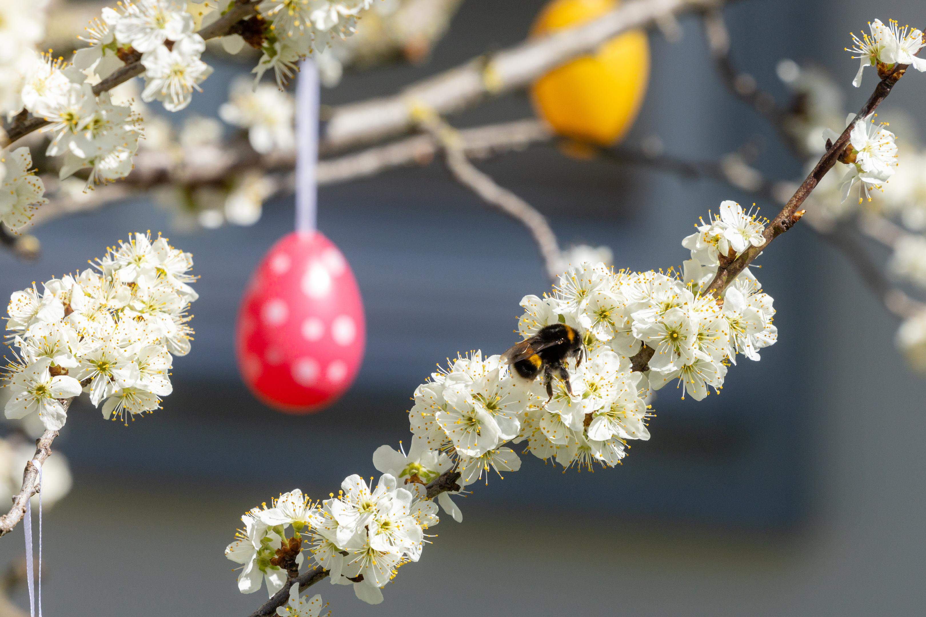 Eine Hummel sitzt auf einem blühenden Baum, der mit Ostereiern geschmückt ist.