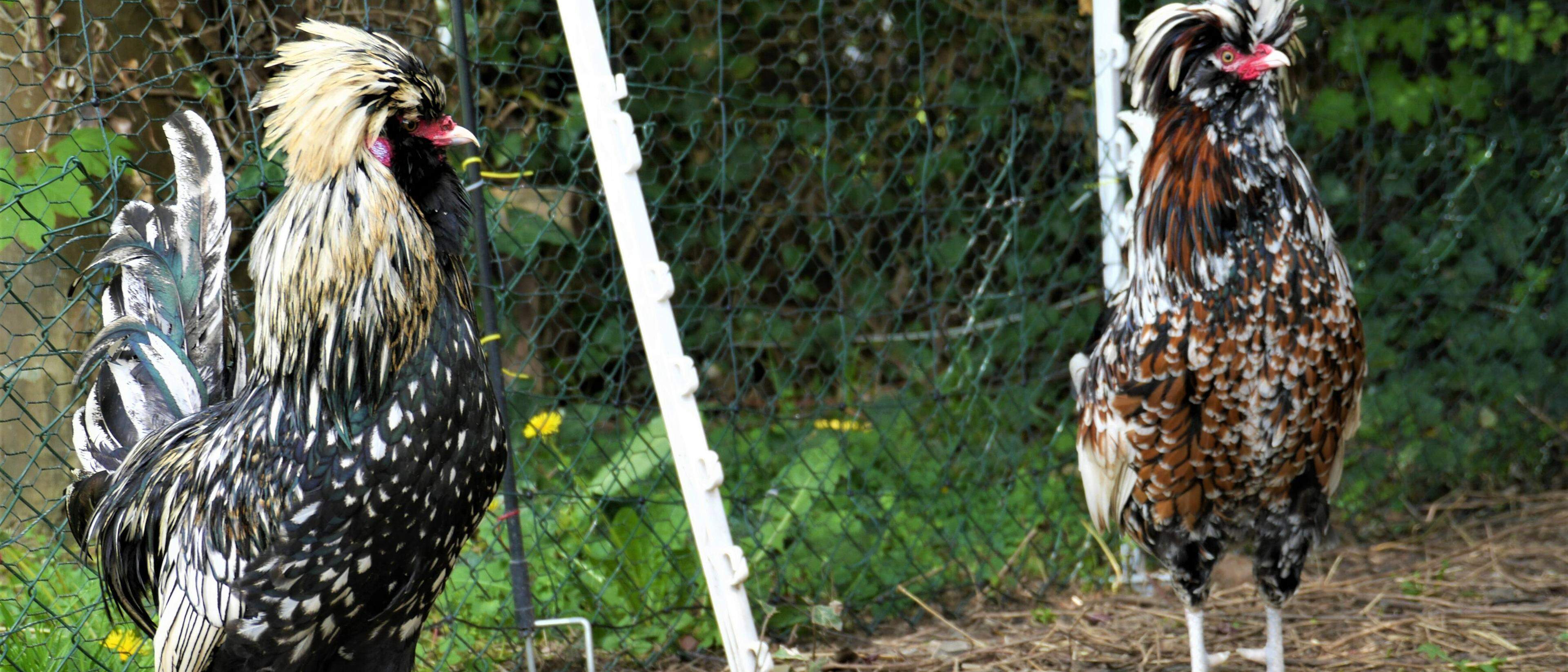 Eine Heimat f r Tiere die niemand mehr will Aachener Zeitung