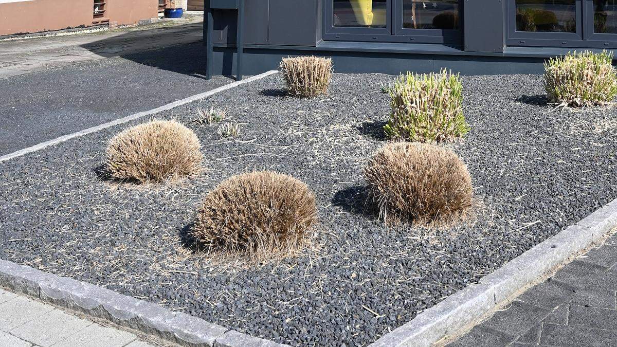 Blühende Gärten statt öder Steinwüsten Aachener Zeitung