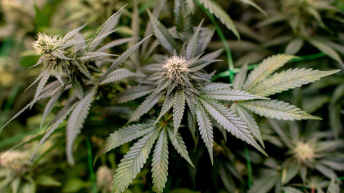 Three plantations, three defendants - | and over 1100 cannabis plants ...