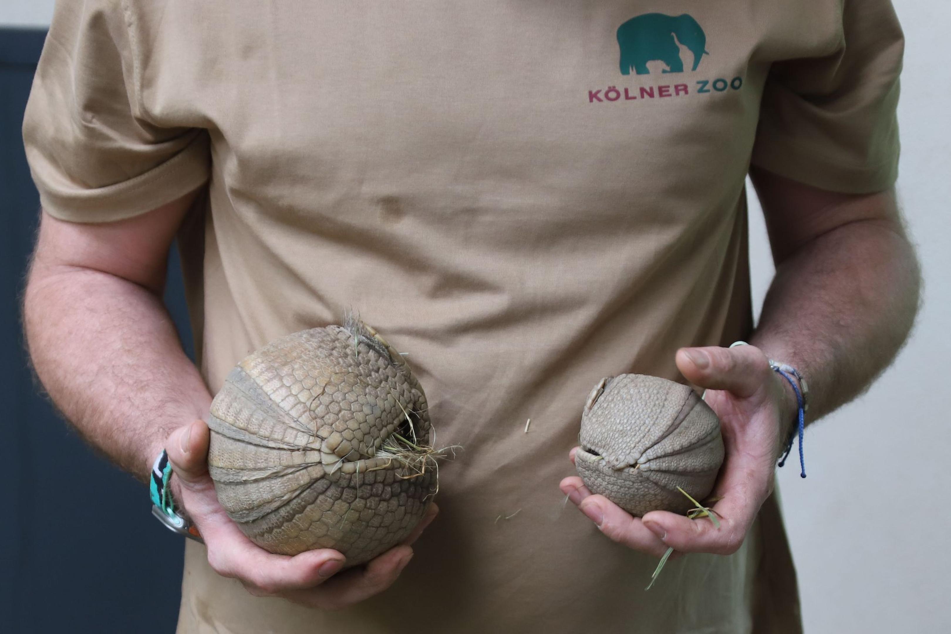 Ein Tierpfleger des Kölner Zoos hält ein junges, südliches Kugelgürteltier und dessen Muttertier (l.) in den Händen.