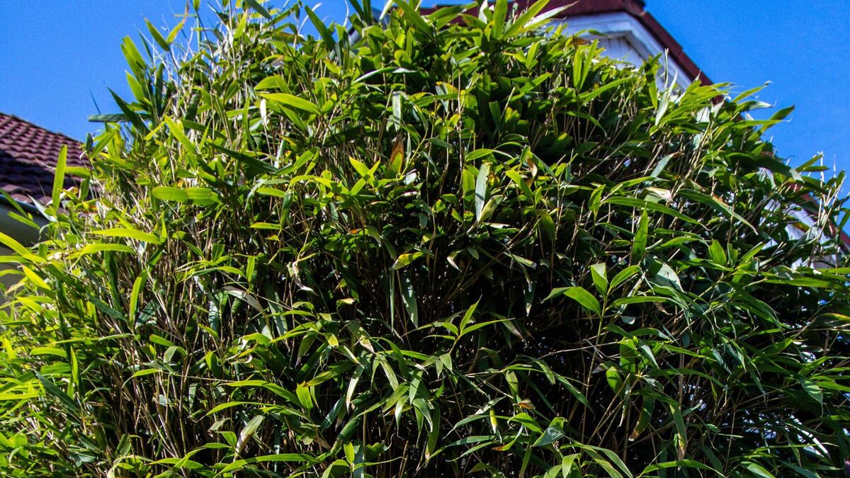 Kein Hhenlimit: Bundesgerichtshof klrt, was eine Hecke ist | Aachener  Zeitung