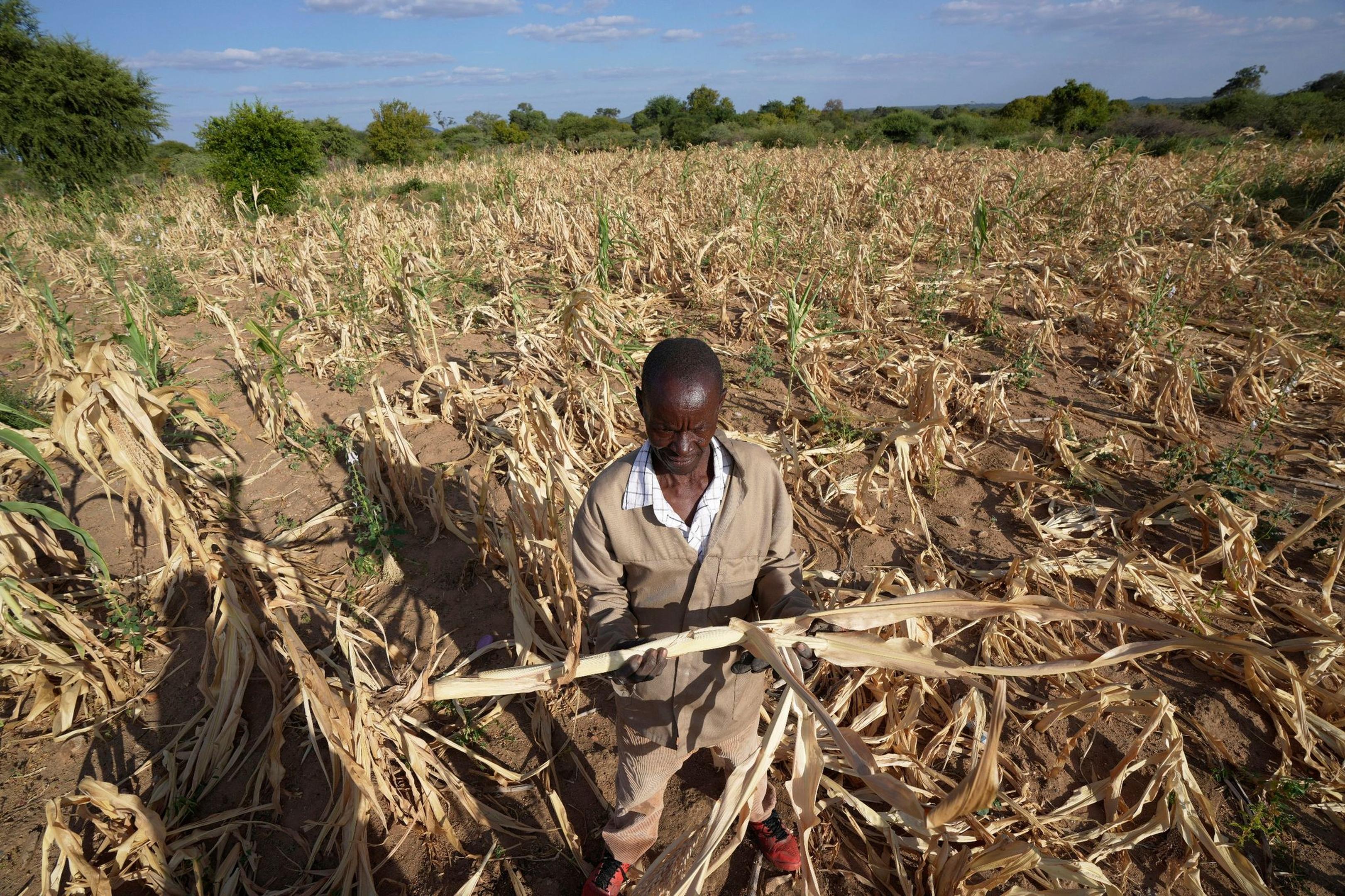 James Tshuma, ein Bauer im Südwesten Simbabwes, im März 2023 inmitten seines ausgetrockneten Feldes.