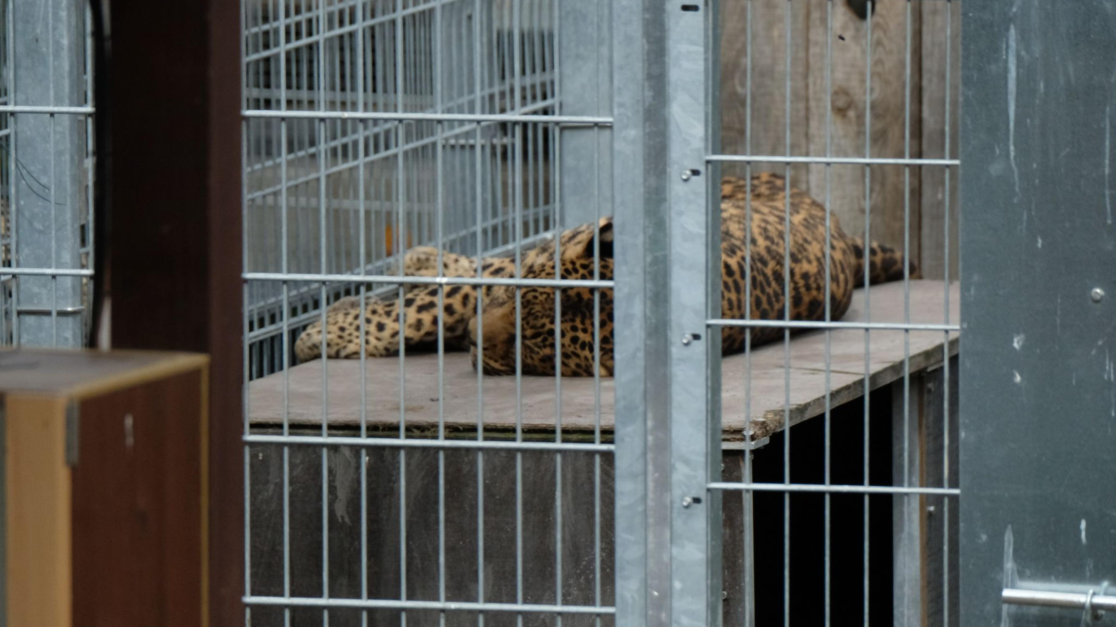 Leopard t&ouml;tet Besitzer in slowakischem Privatzoo