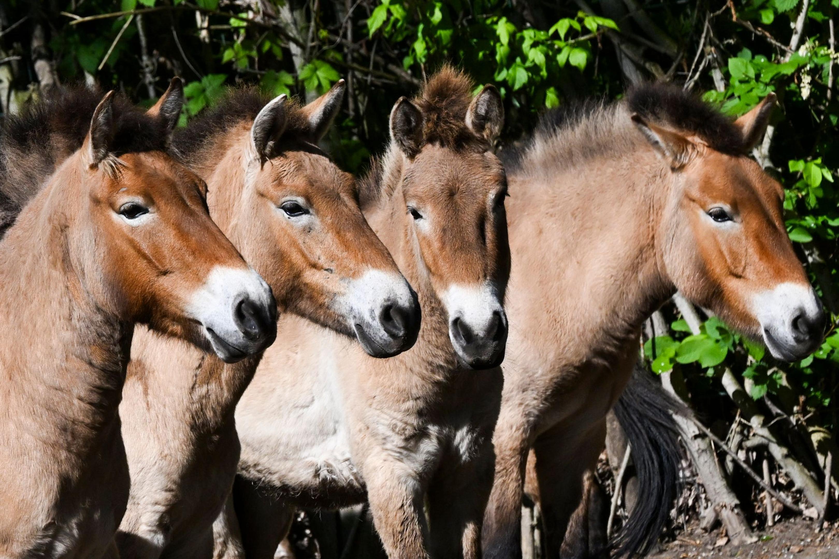 Die im natürlichen Lebensraum als lange Zeit ausgestorben gegoltenen Przewalski-Pferde im Tierpark Berlin.
