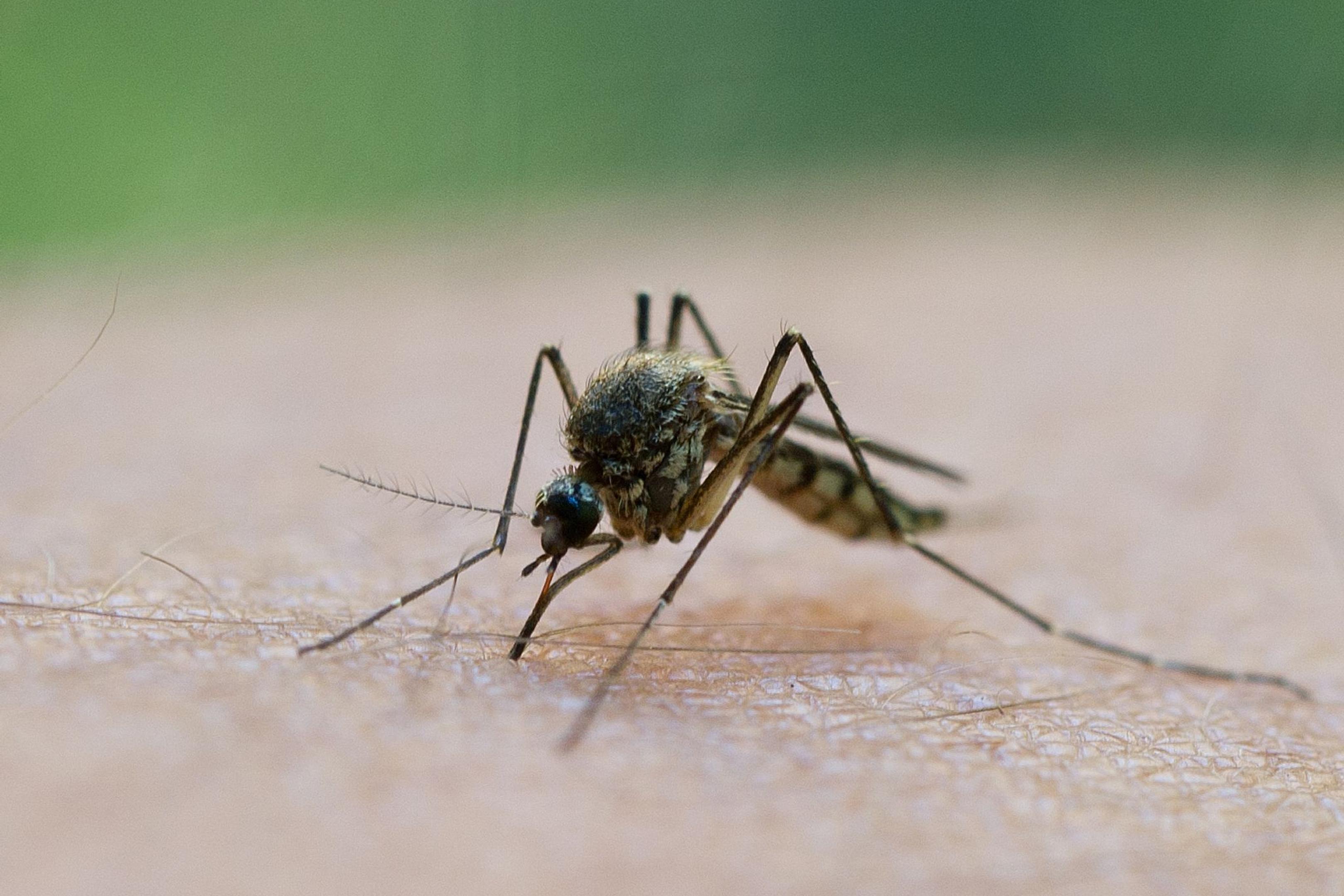 Der Stich einer Mücke kann schmerzhaft sein. Gerade nach dem feuchten Wetter und bei steigenden Temperaturen sollte man sich schützen.