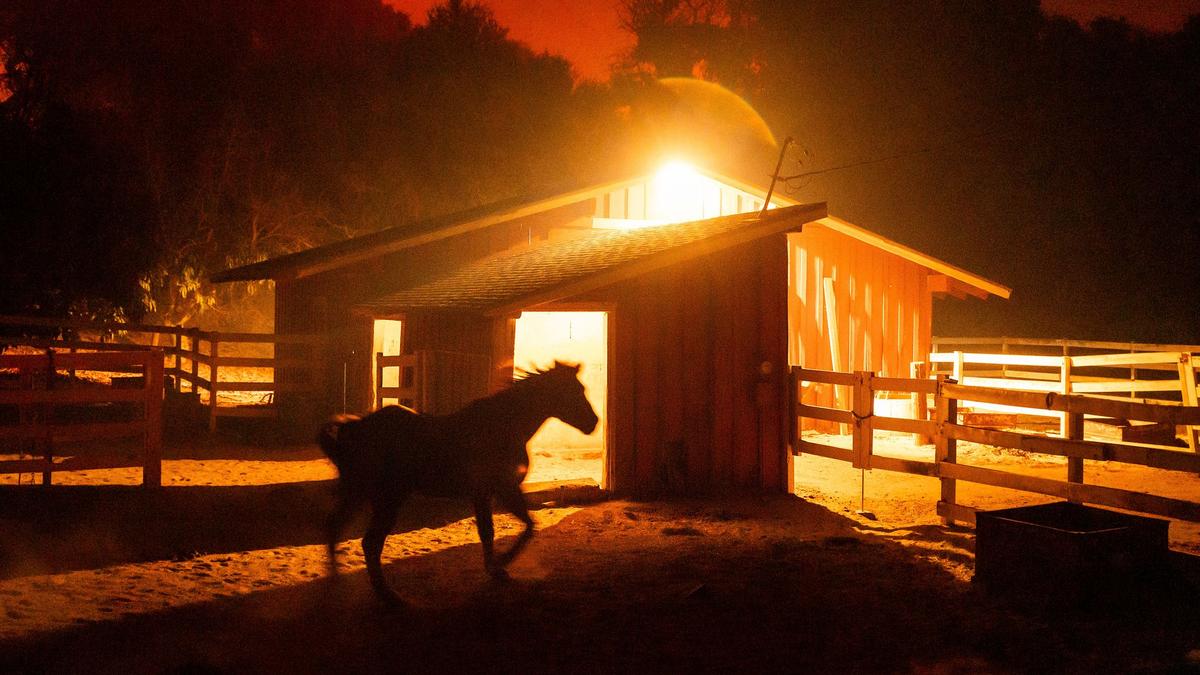 Forest fire in California spreads – houses destroyed