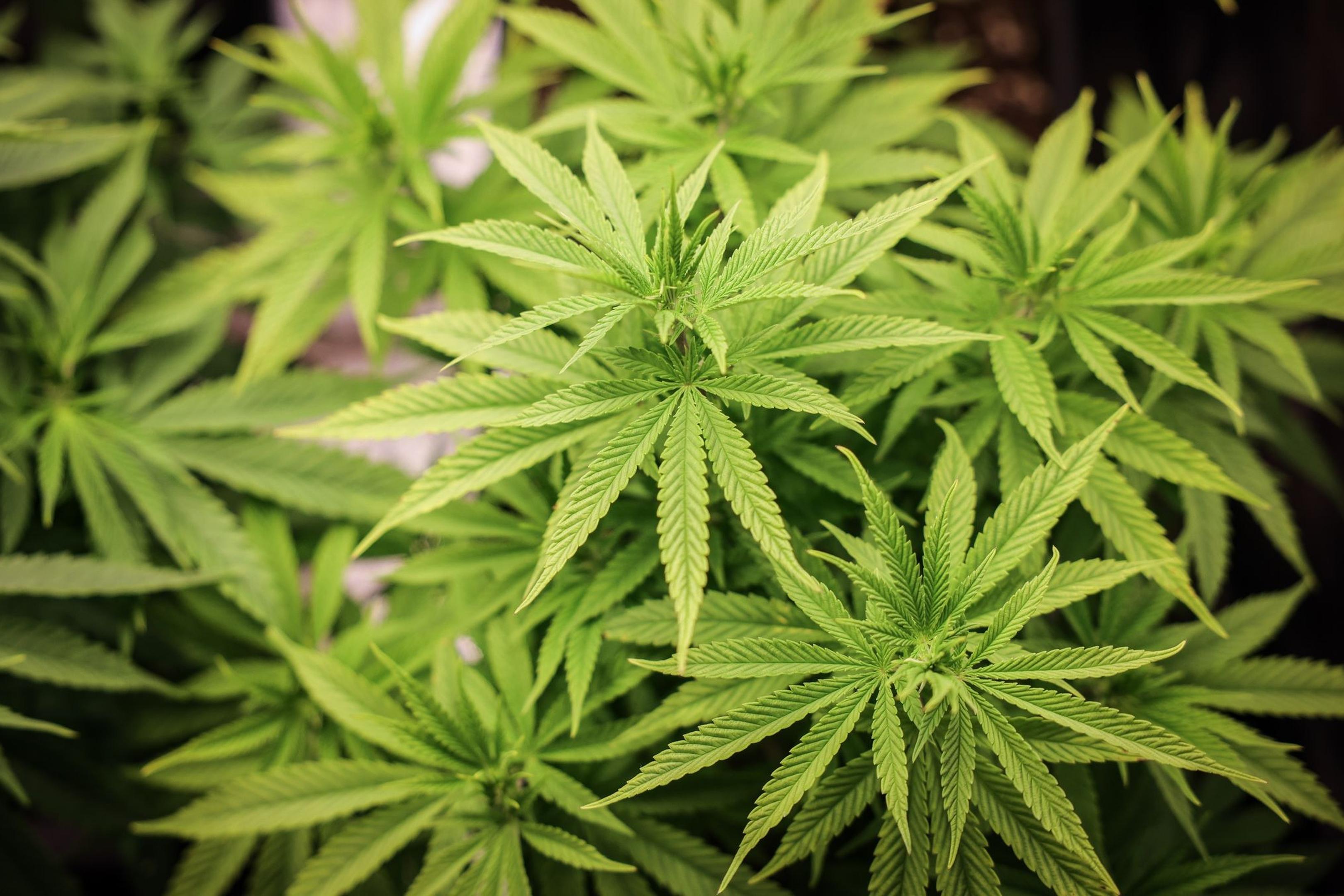 Der Branchenverband Cannabiswirtschaft warnt, mit den geplanten strengeren Regeln für den legalen Anbau von Cannabis in Vereinen wäre es schwerer, eine Produktion aufzubauen.