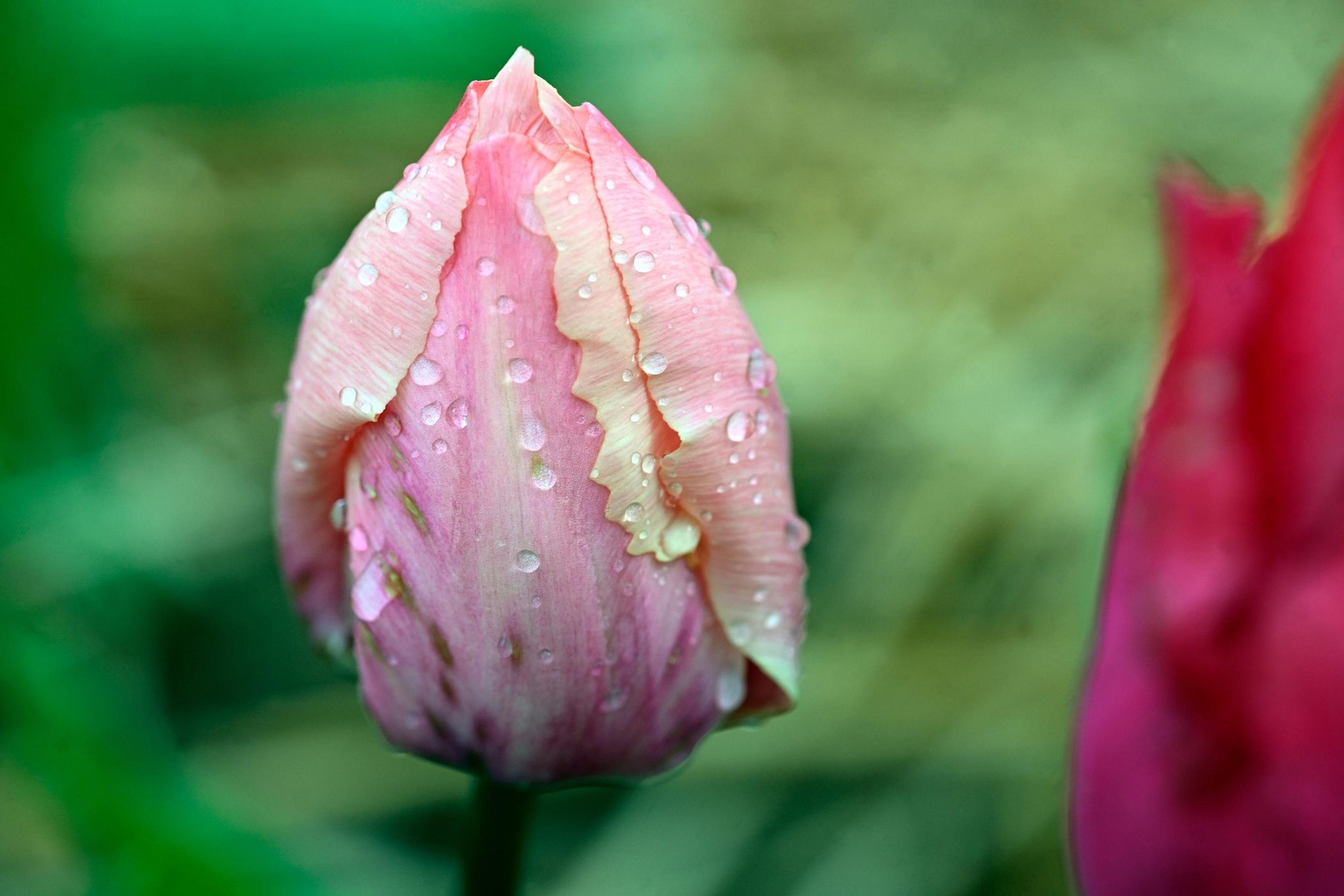Regentropfen perlen von einer Tulpe.