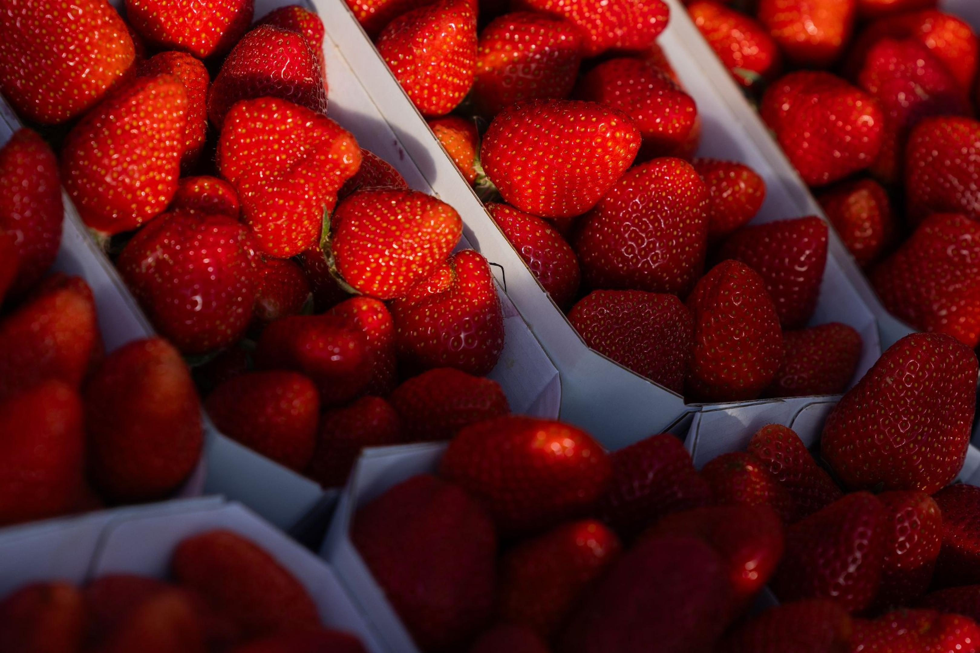 Erdbeeren liegen bereit bei der Eröffnung der Erdbeersaison auf einem Feld des Betriebs von Obstbau Häger.
