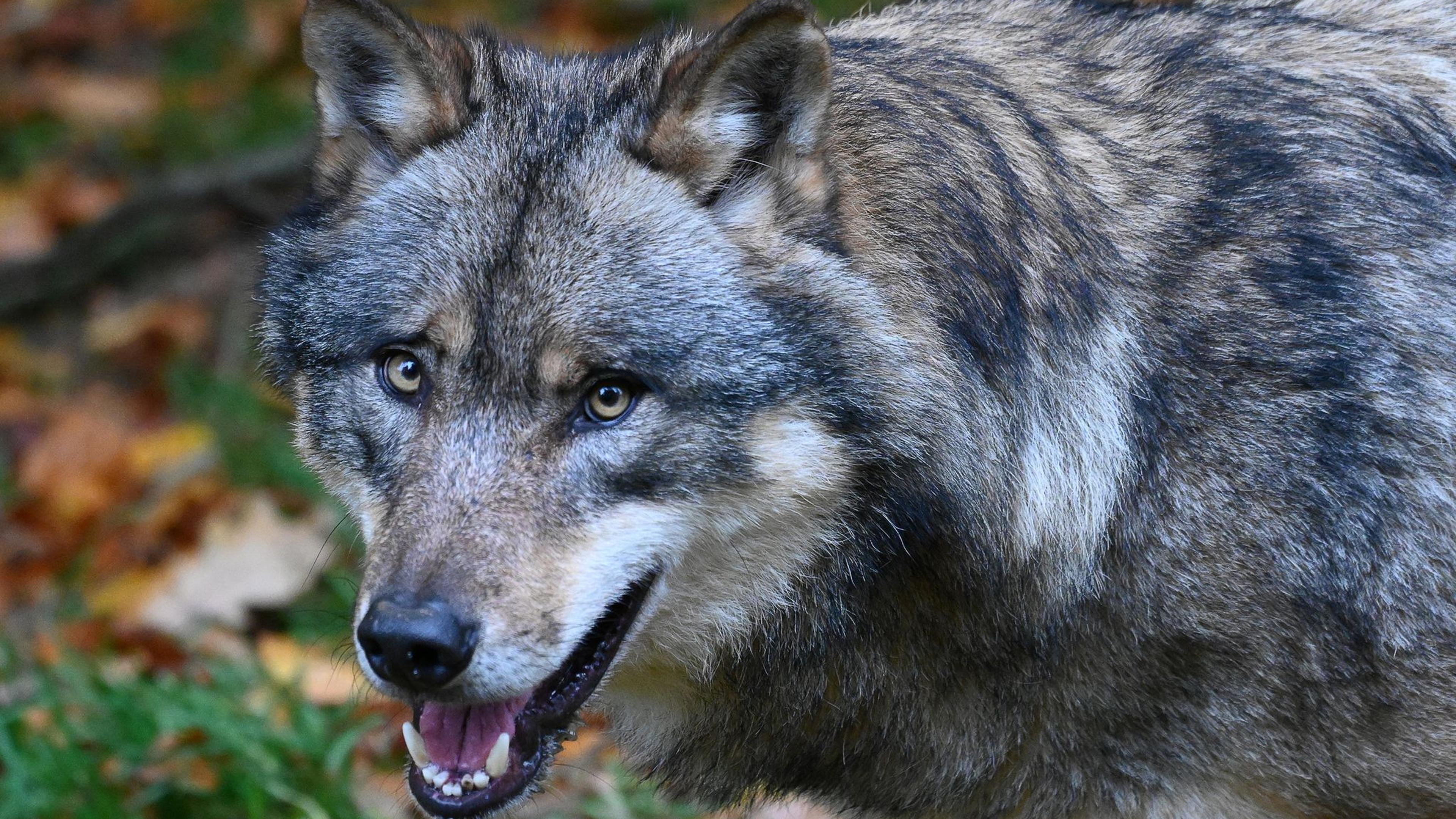 Belgische W&ouml;lfin hinterl&auml;sst Spuren im Stolberger Wald