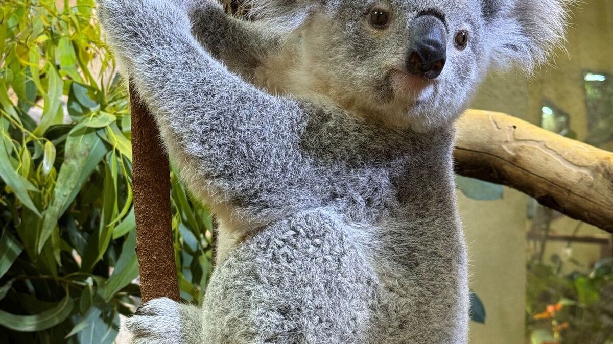 Willkommen & Abschied: Wechsel bei Koalas im Zoo | Aachener Zeitung